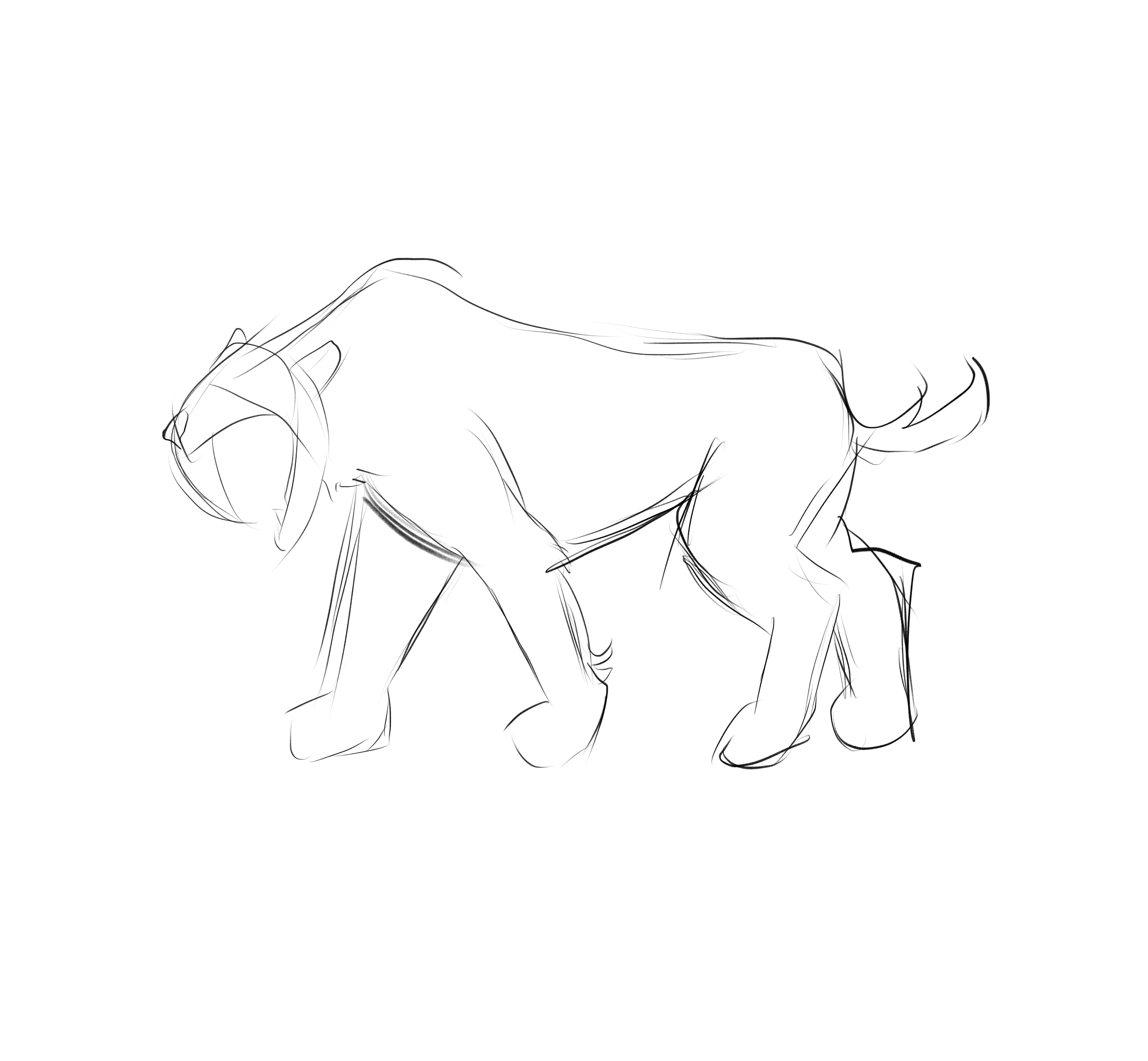 Saber Tooth