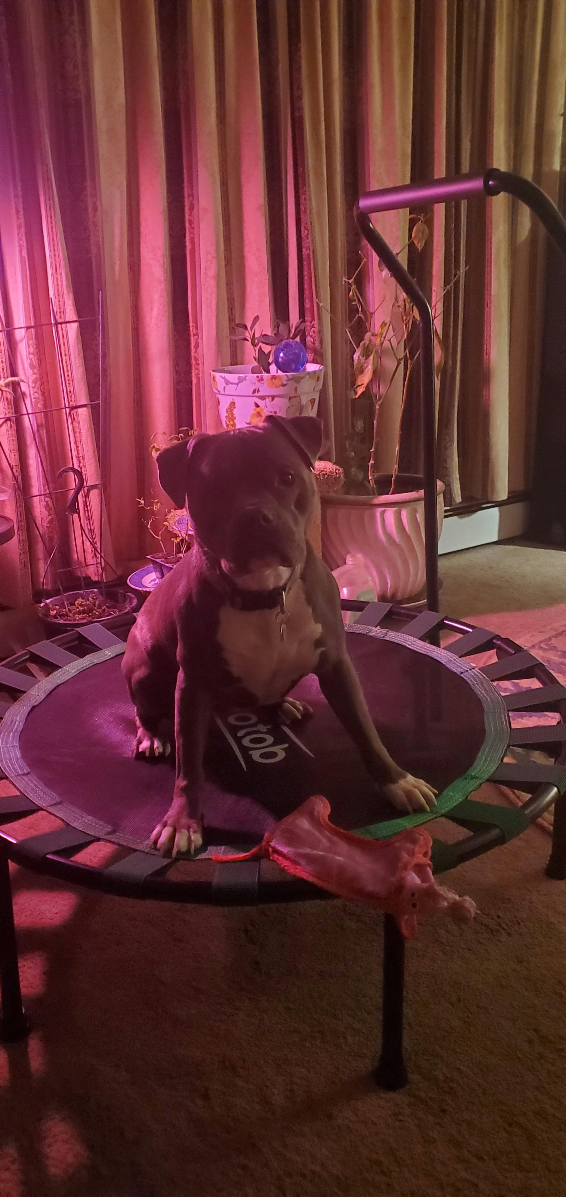 user avatar image for Dogie Dog