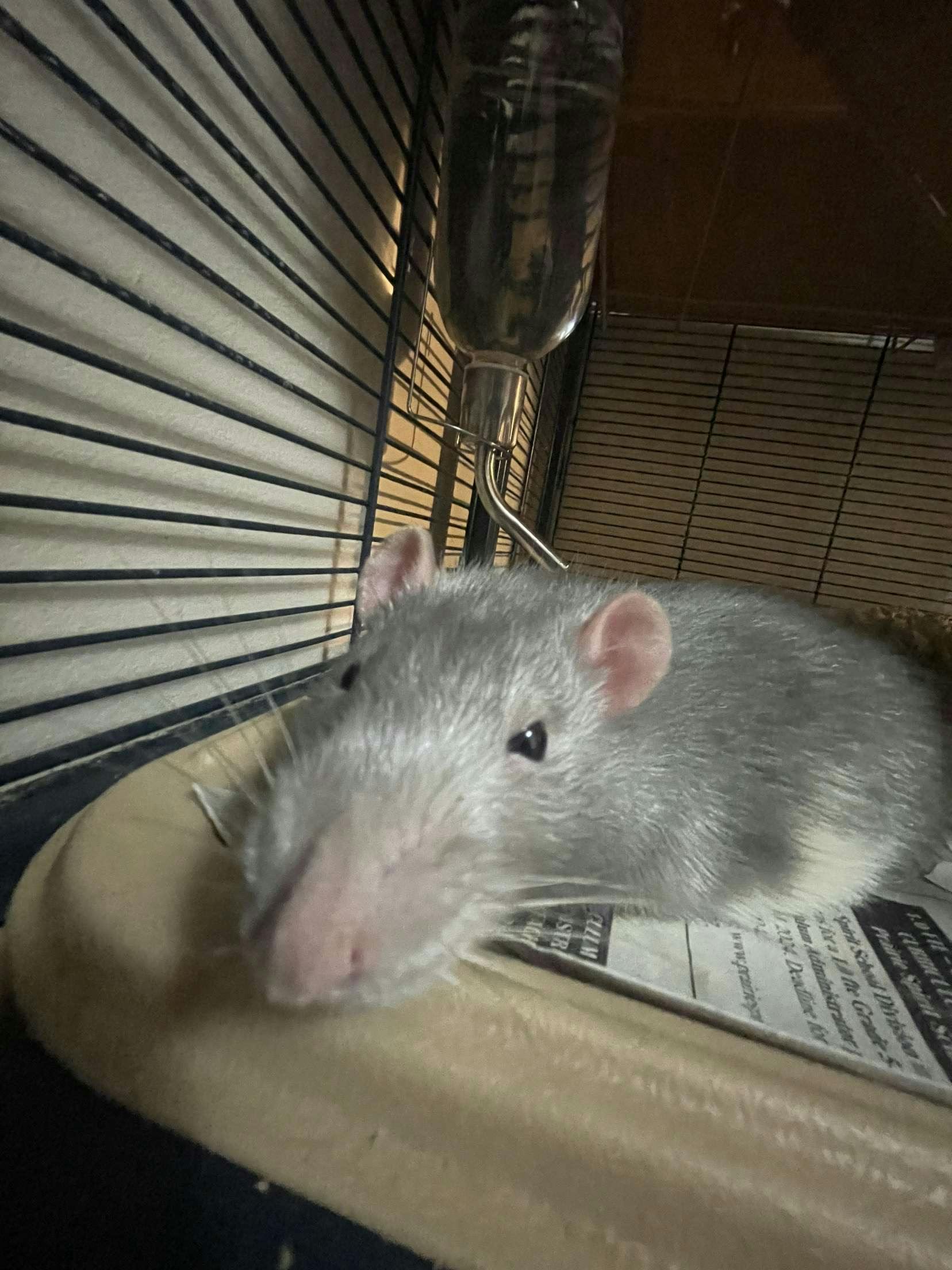 user avatar image for Peptoboy🏳️‍🌈