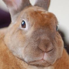 user avatar image for Bun with a Gun