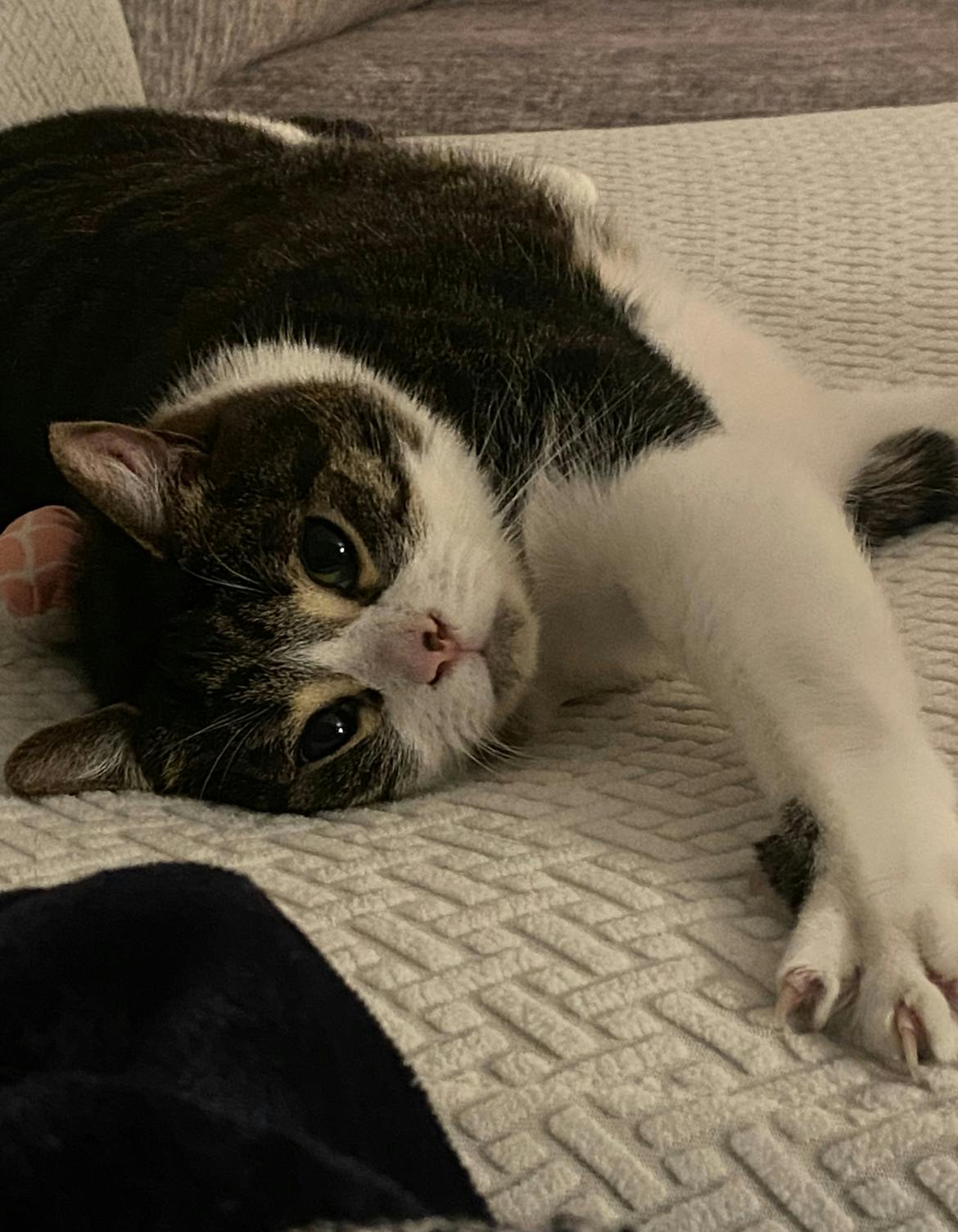 user avatar image for Babycow