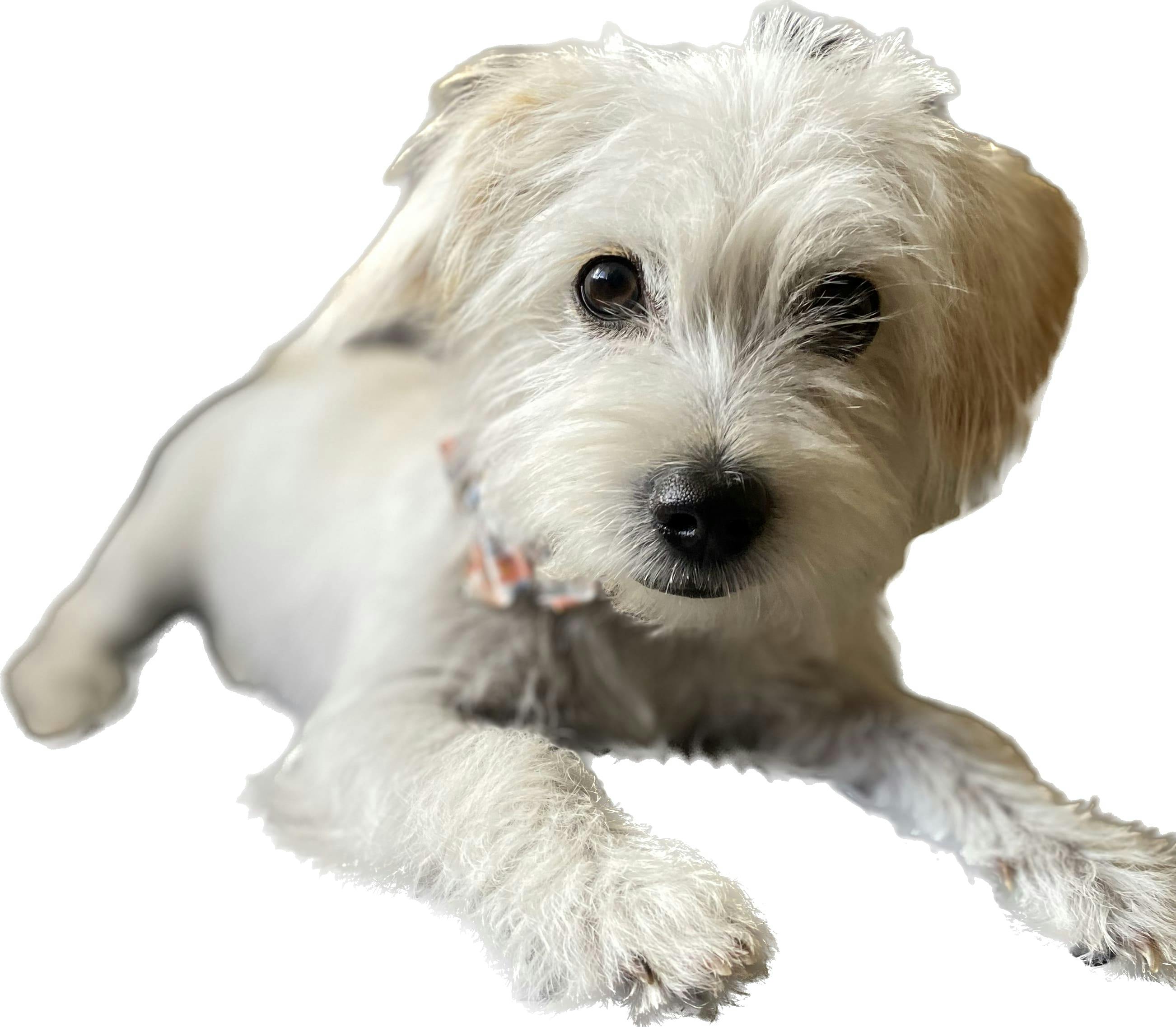 user avatar image for Felix C