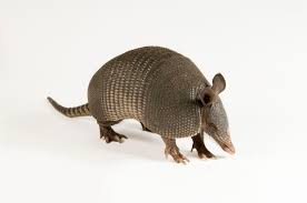 user avatar image for gram