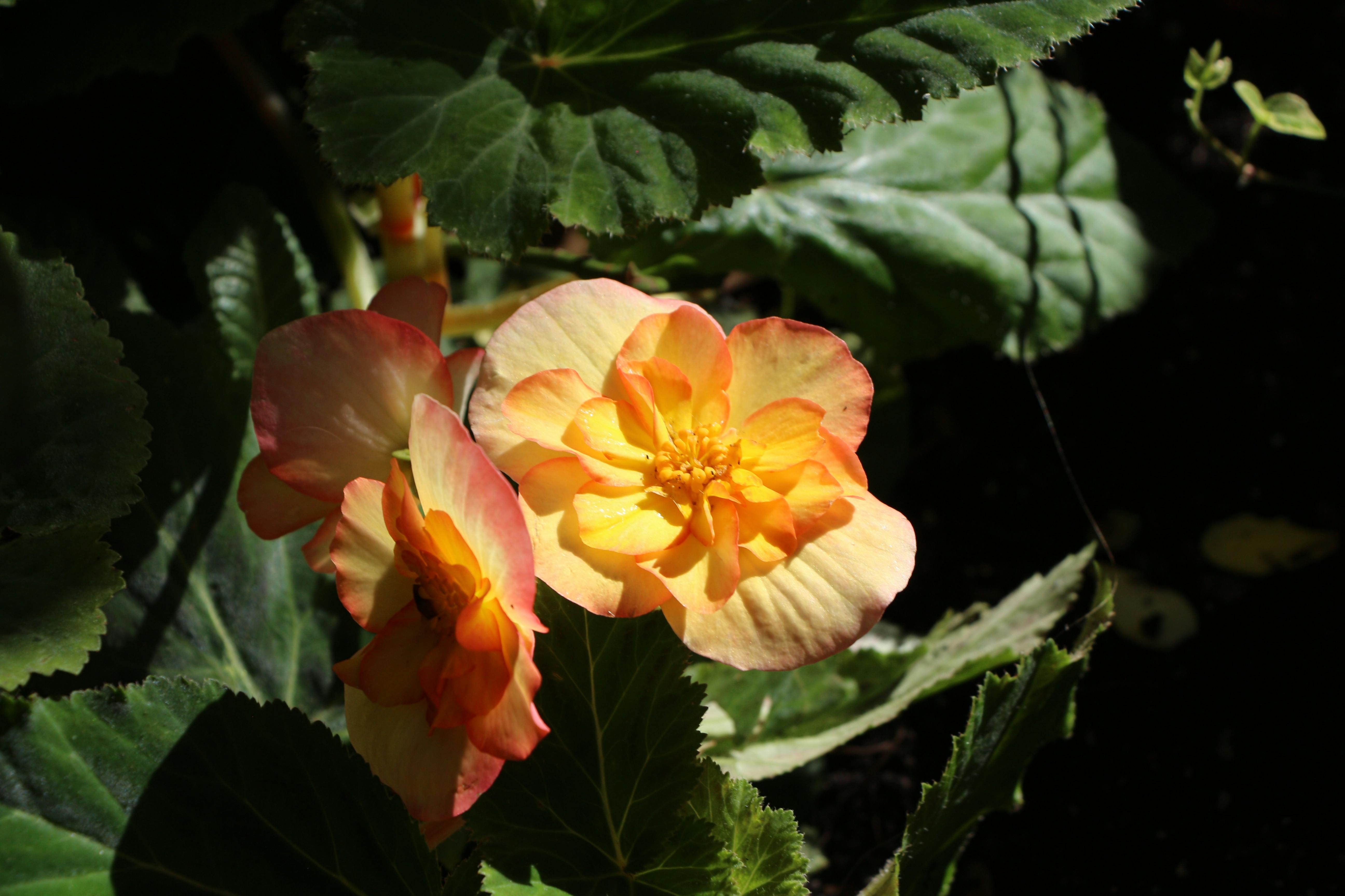 user avatar image for orchids