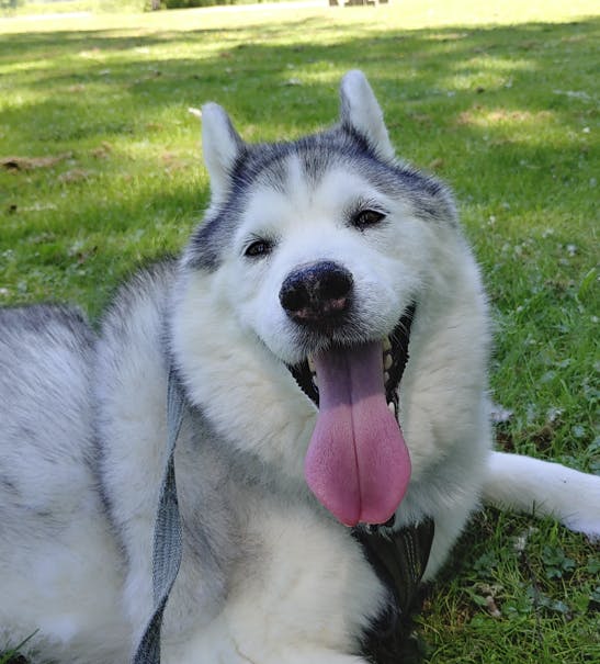 Support our own Fey Friends - Upvote Poki!