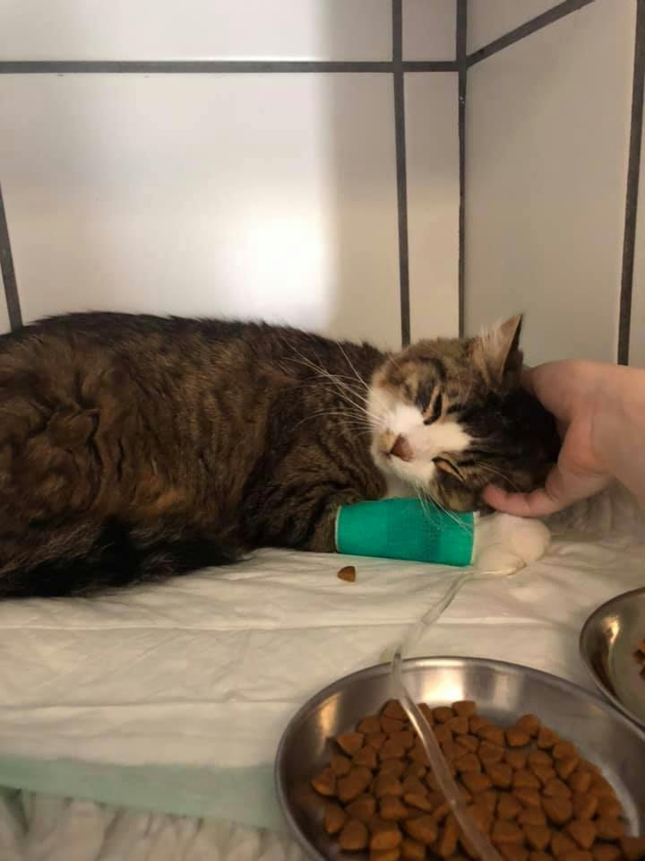 Support for vet bills and meals