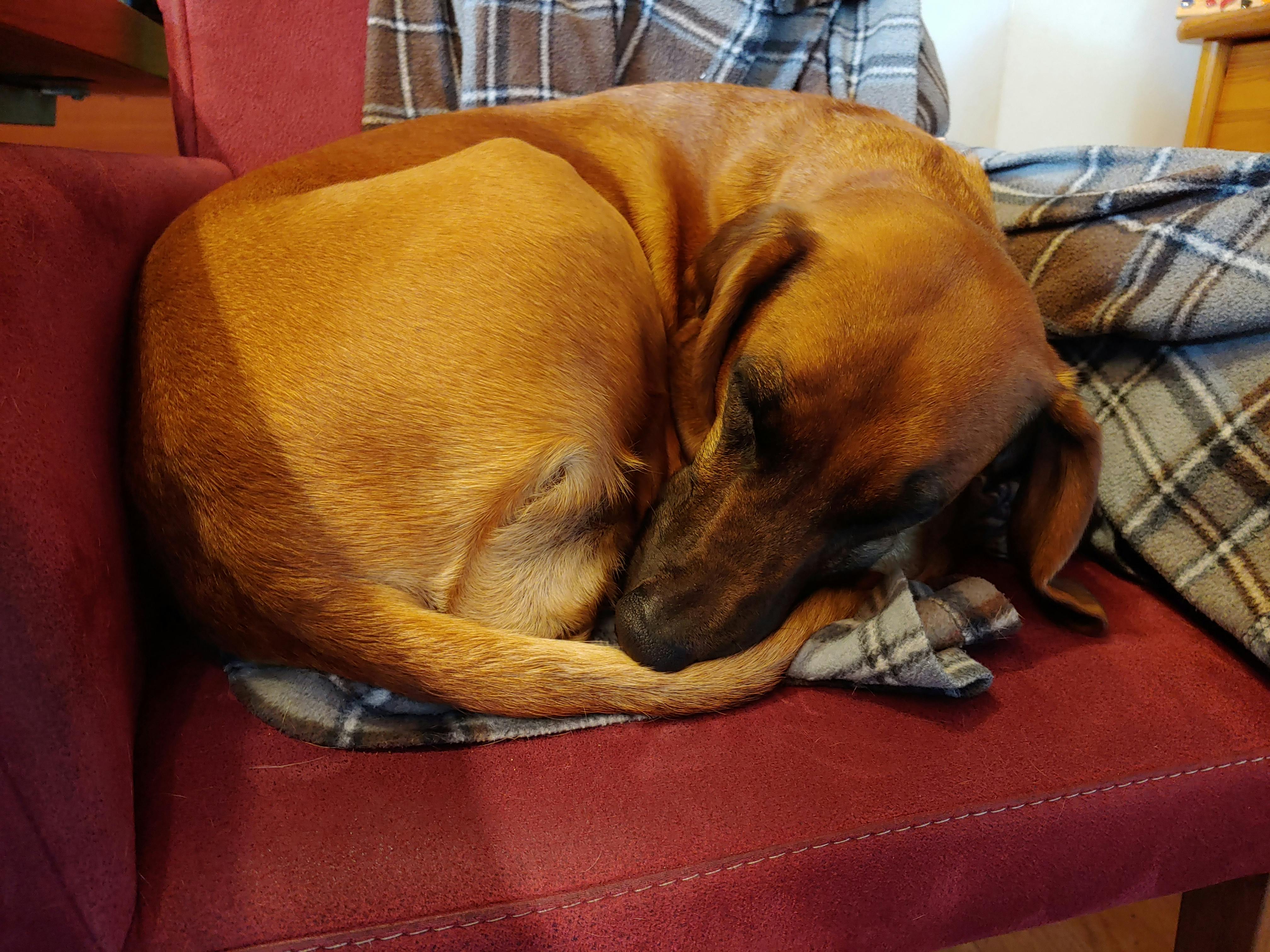 user avatar image for Dogsarethebestpeople