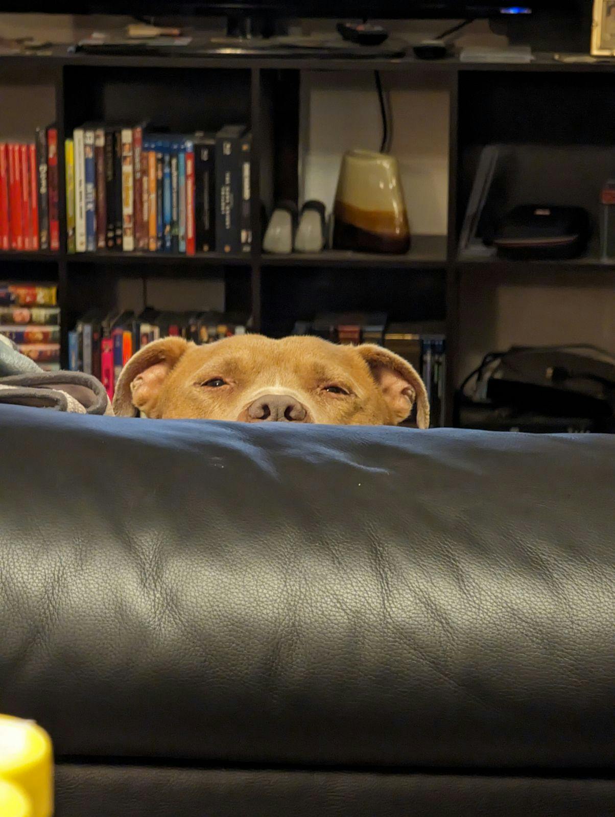 user avatar image for Scrappy