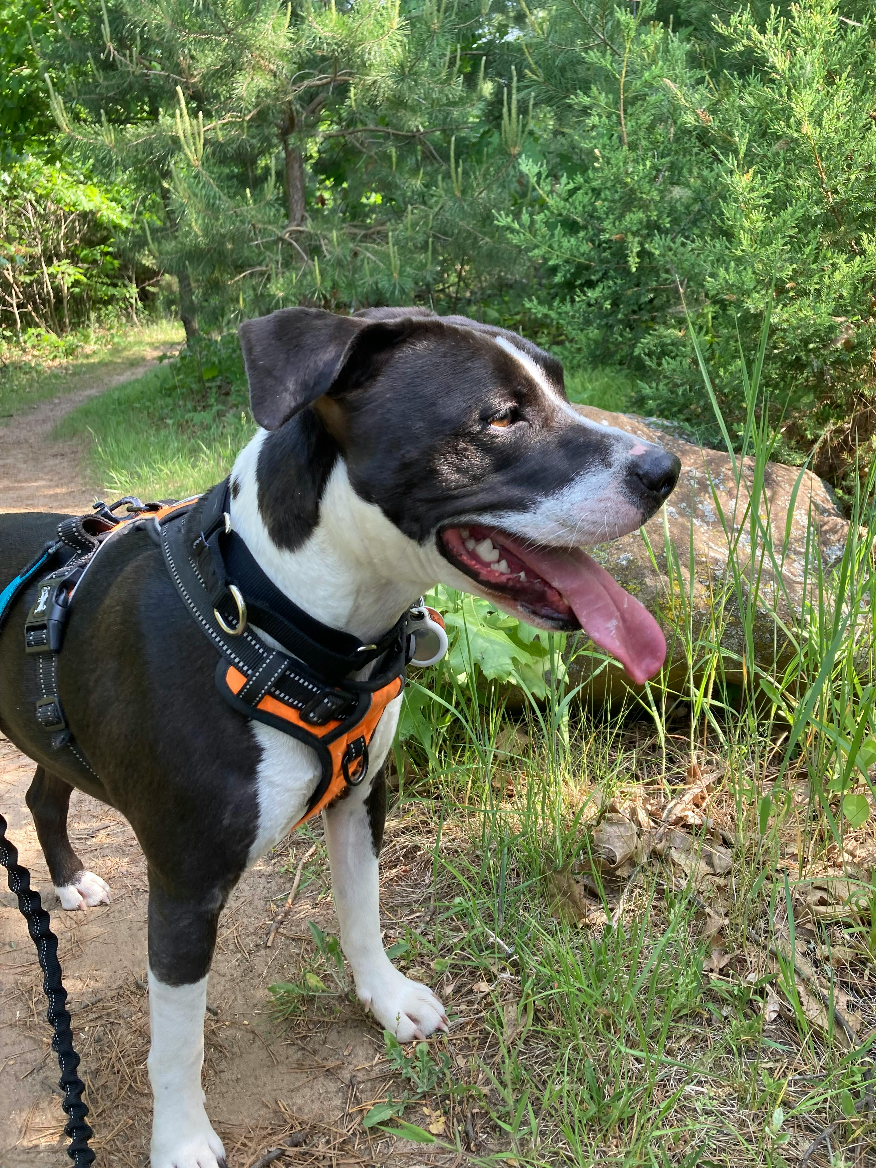 user avatar image for Zopes