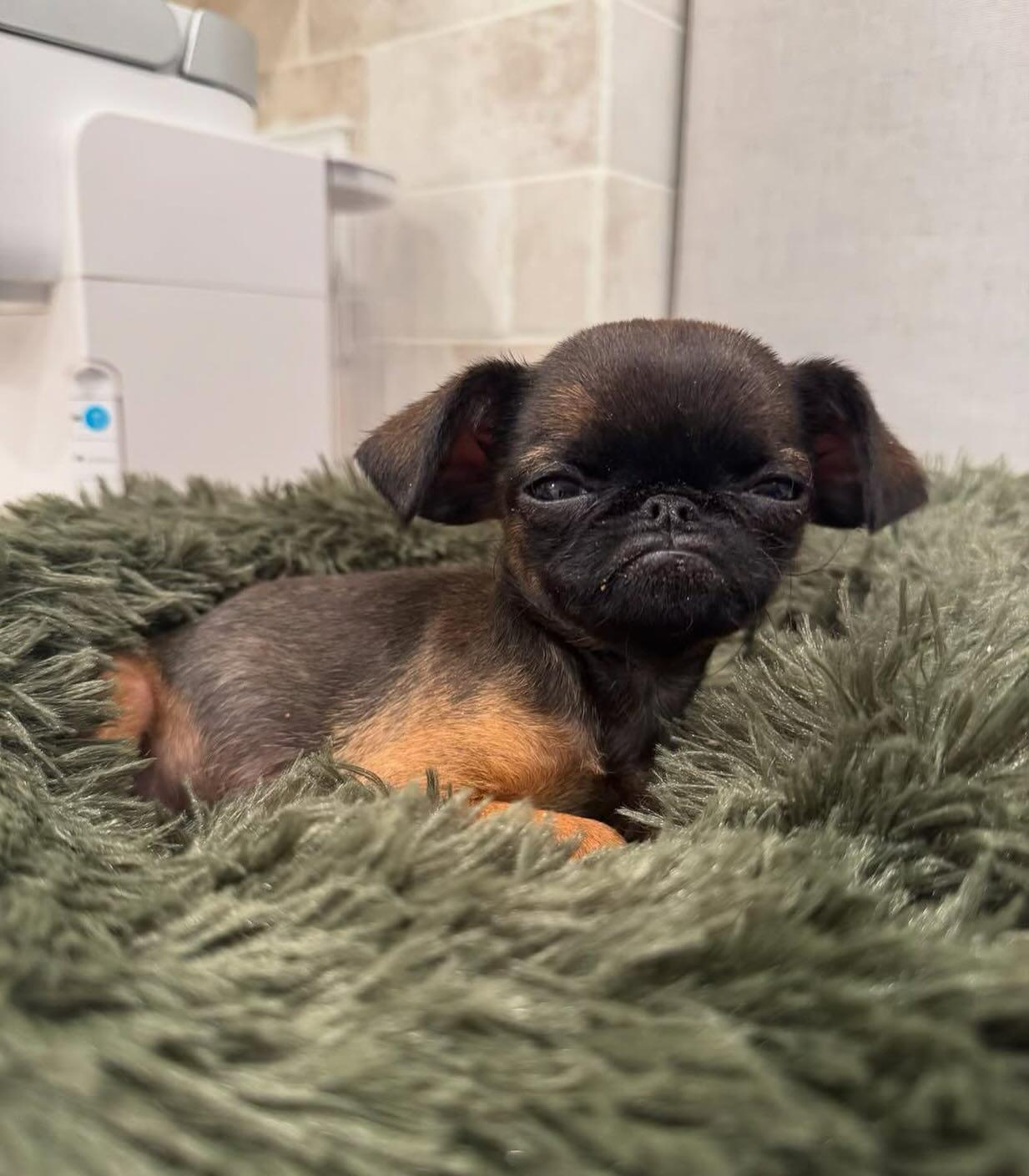 user avatar image for GetBusyDyin 