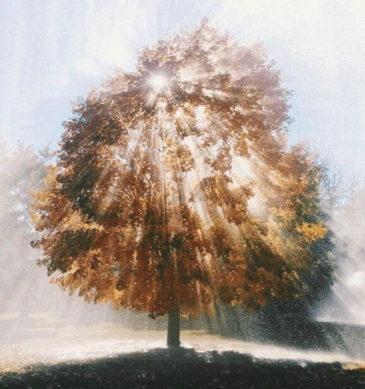 user avatar image for Save the Meeples!