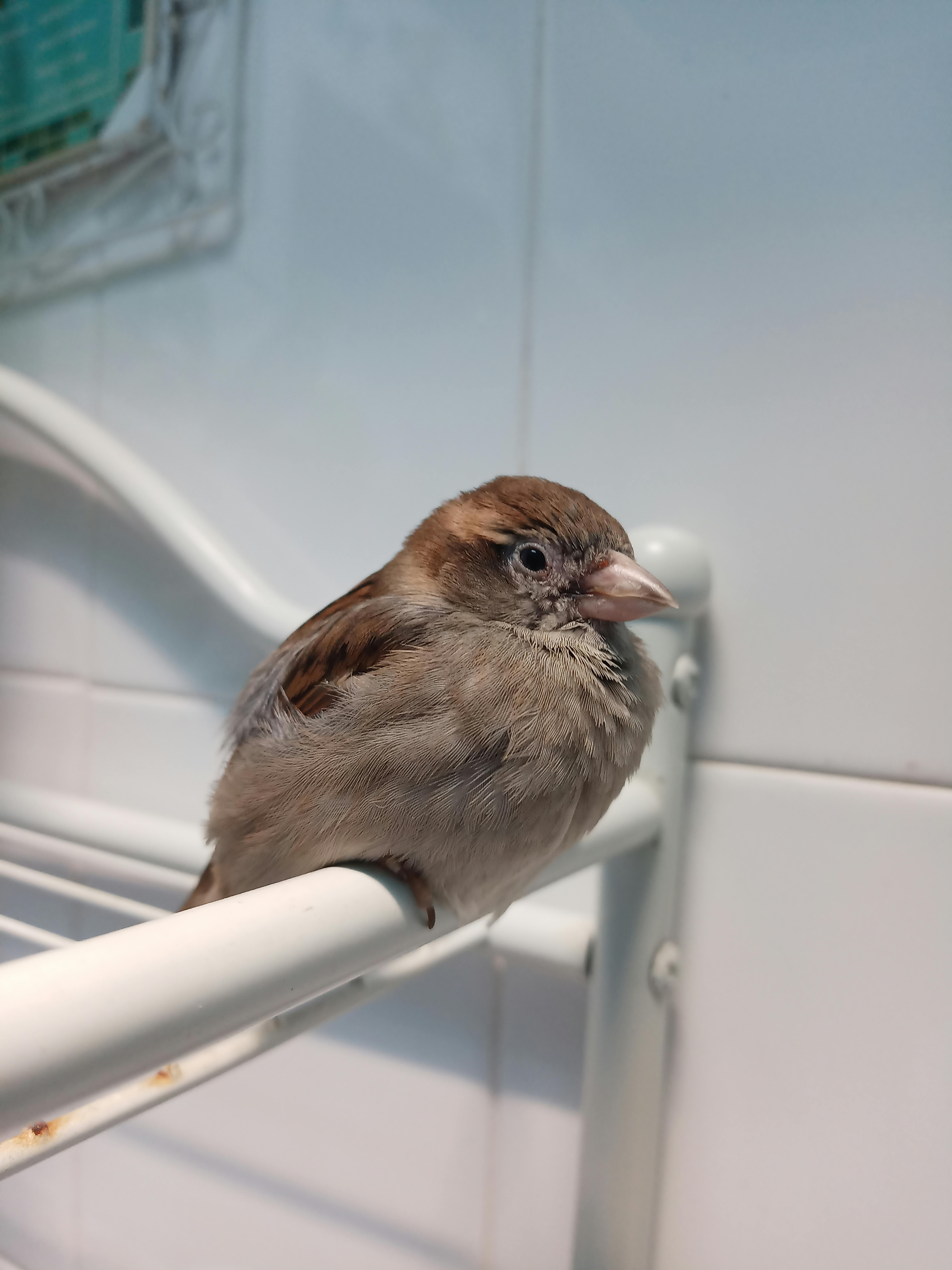 user avatar image for Smores