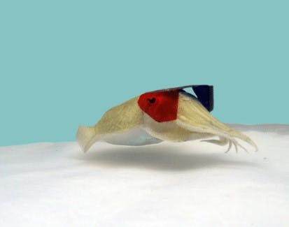 user avatar image for Abbie M. Popa