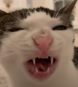 user avatar image for Hound