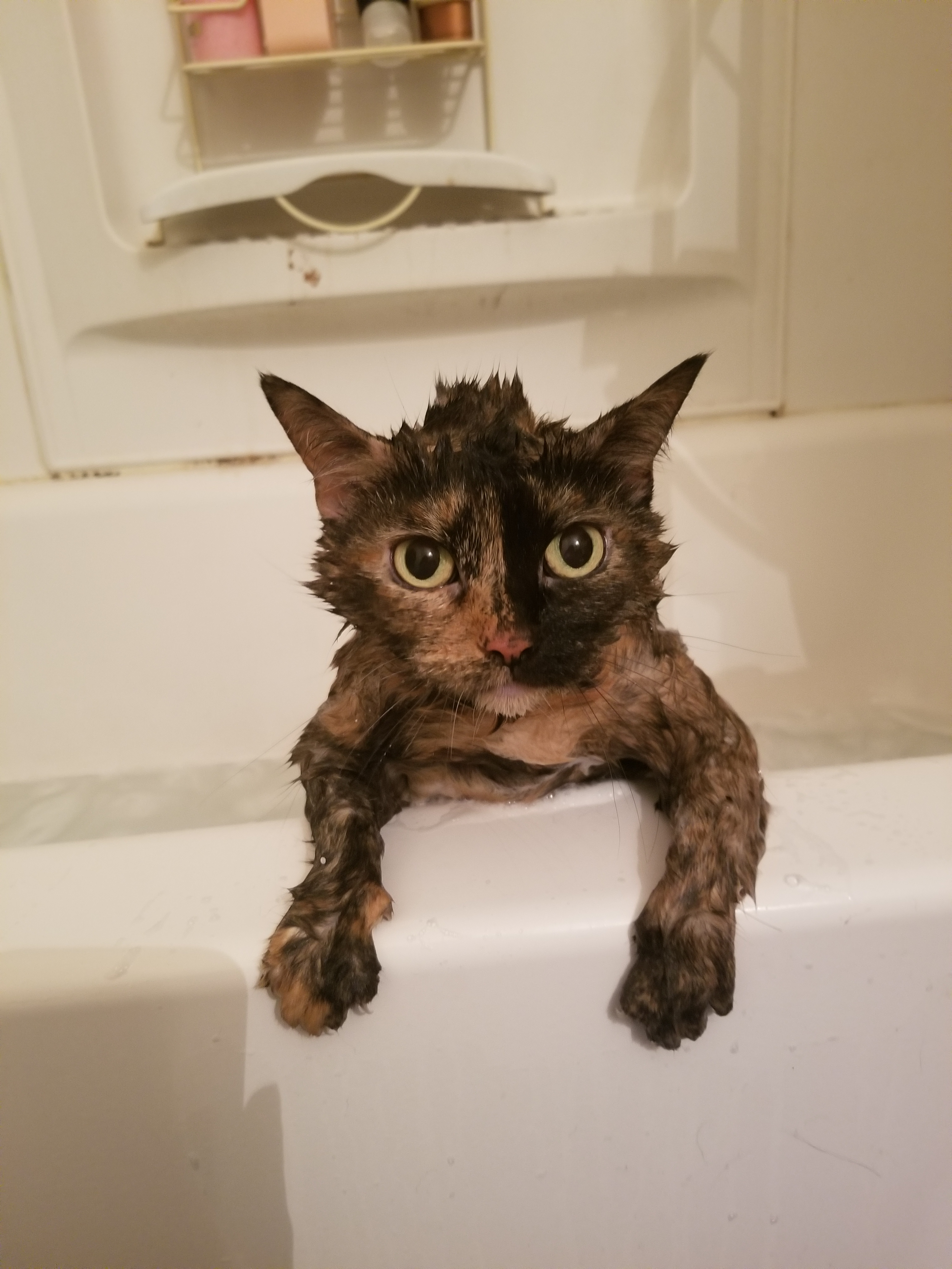 user avatar image for Meow