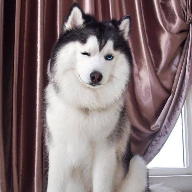 user avatar image for Qinyue Xiao