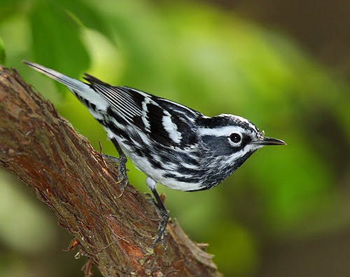 user avatar image for Cindy Johnson