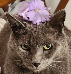 user avatar image for Sakura Thompson