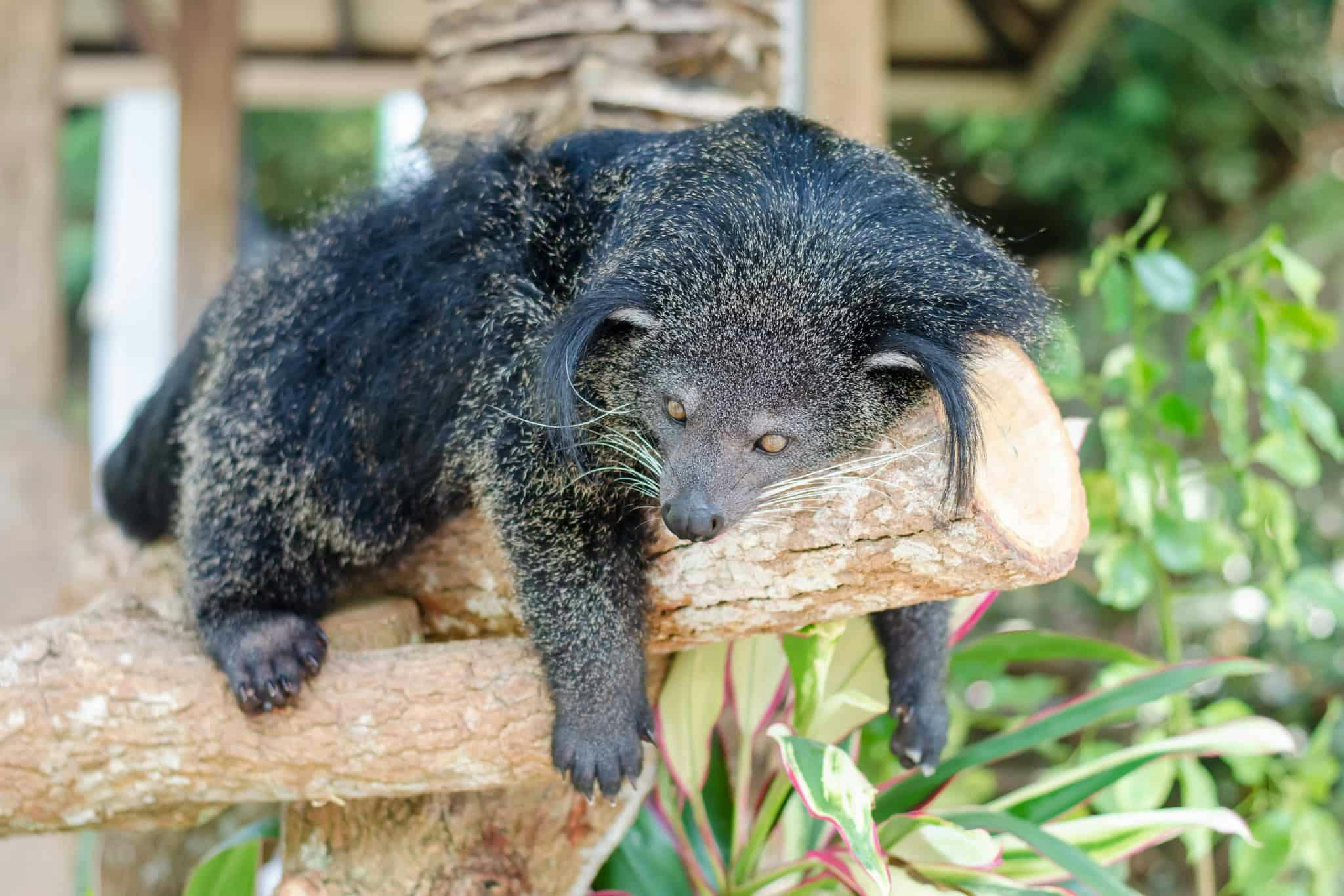 Binturong