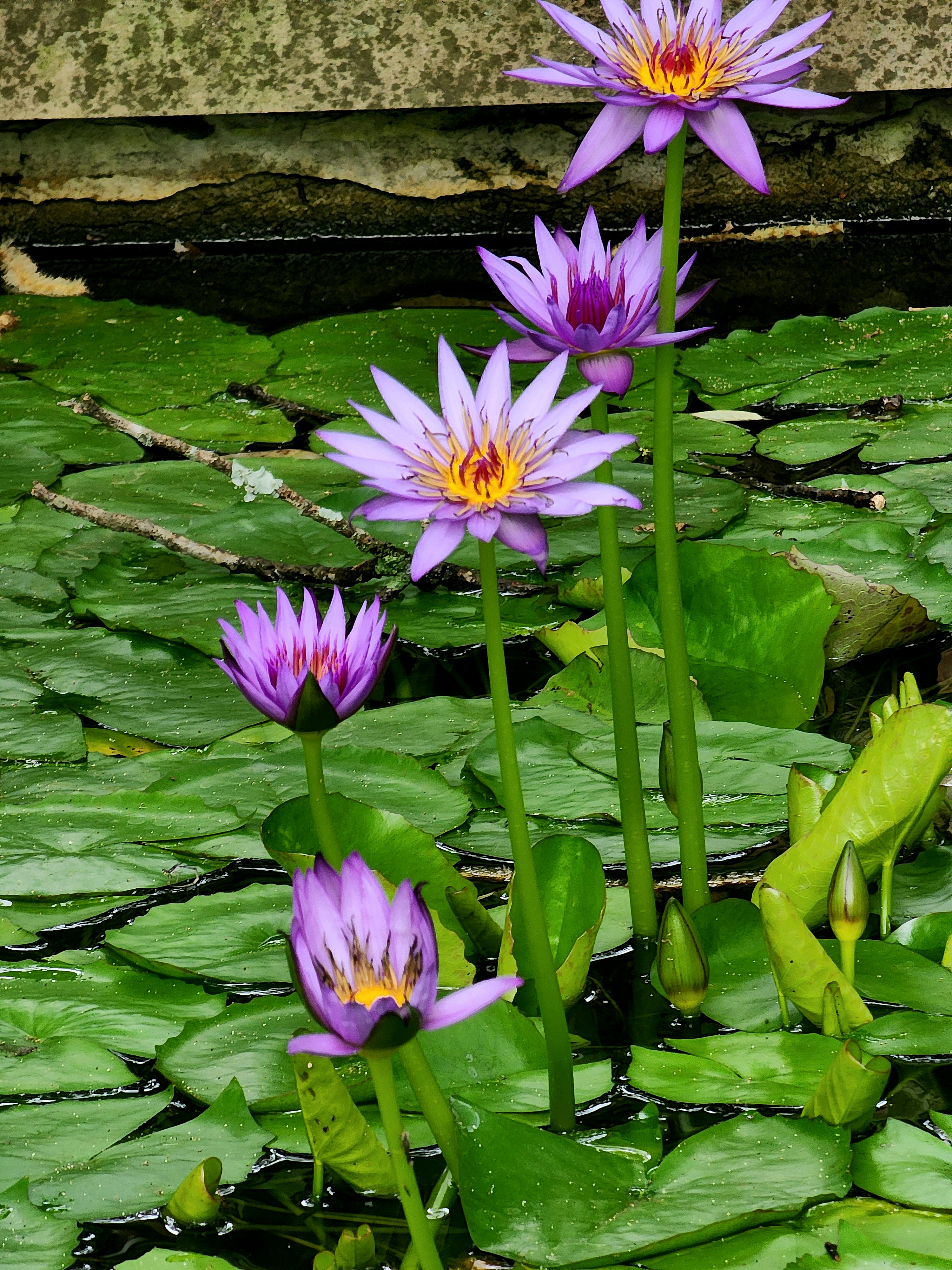 user avatar image for Aurora BunnyBear