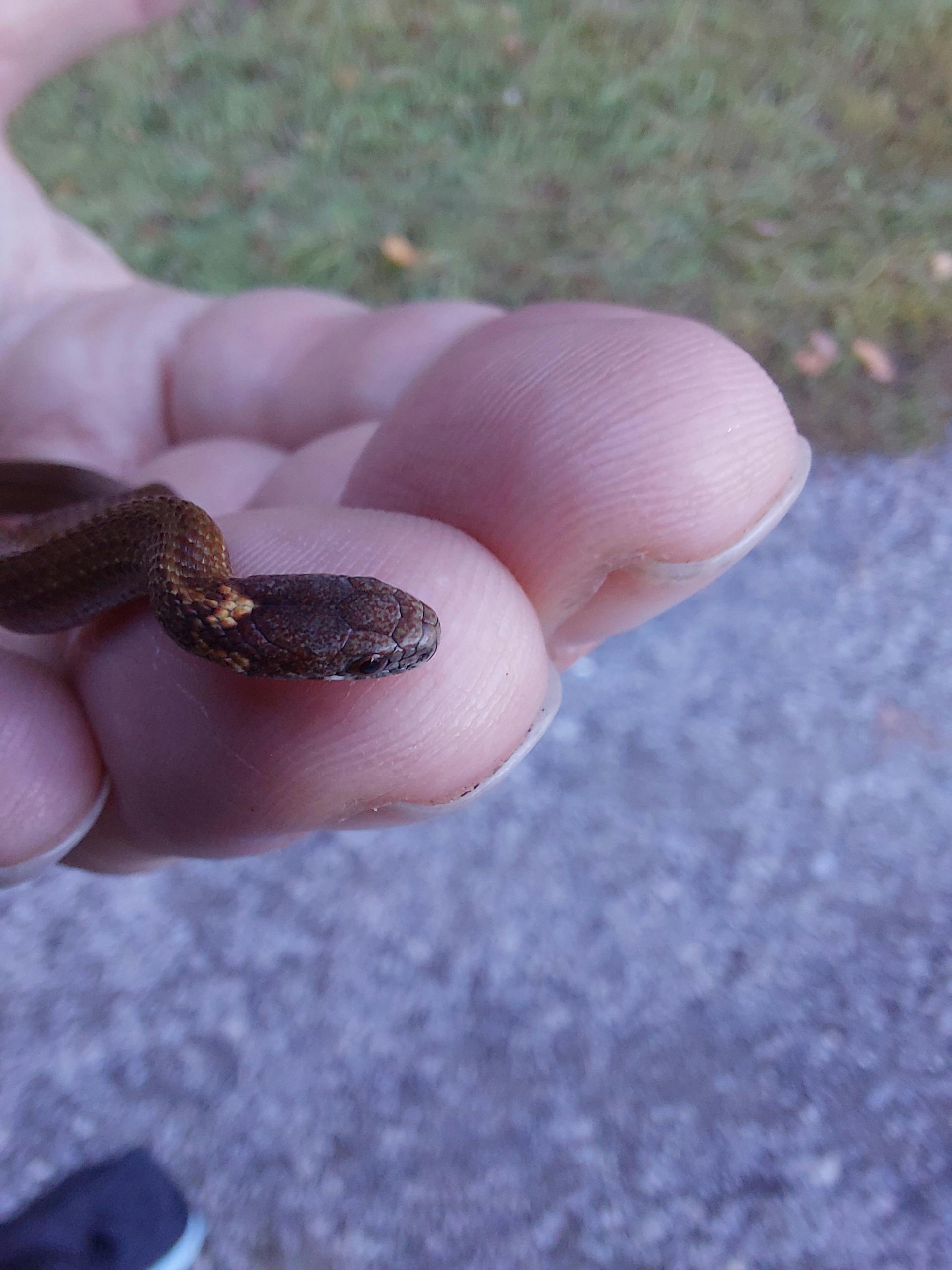 user avatar image for Zblugg