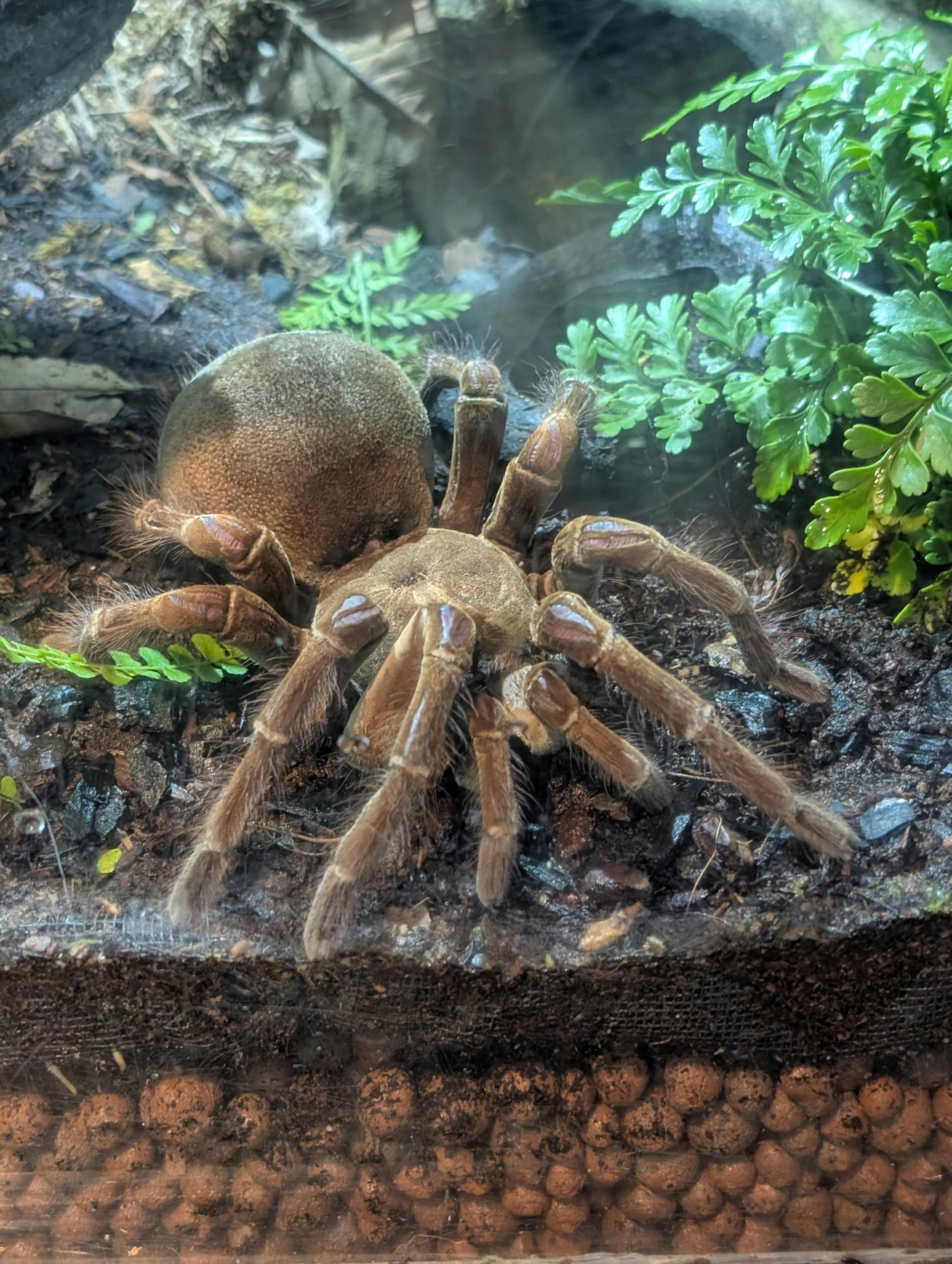 user avatar image for Defectivespider 