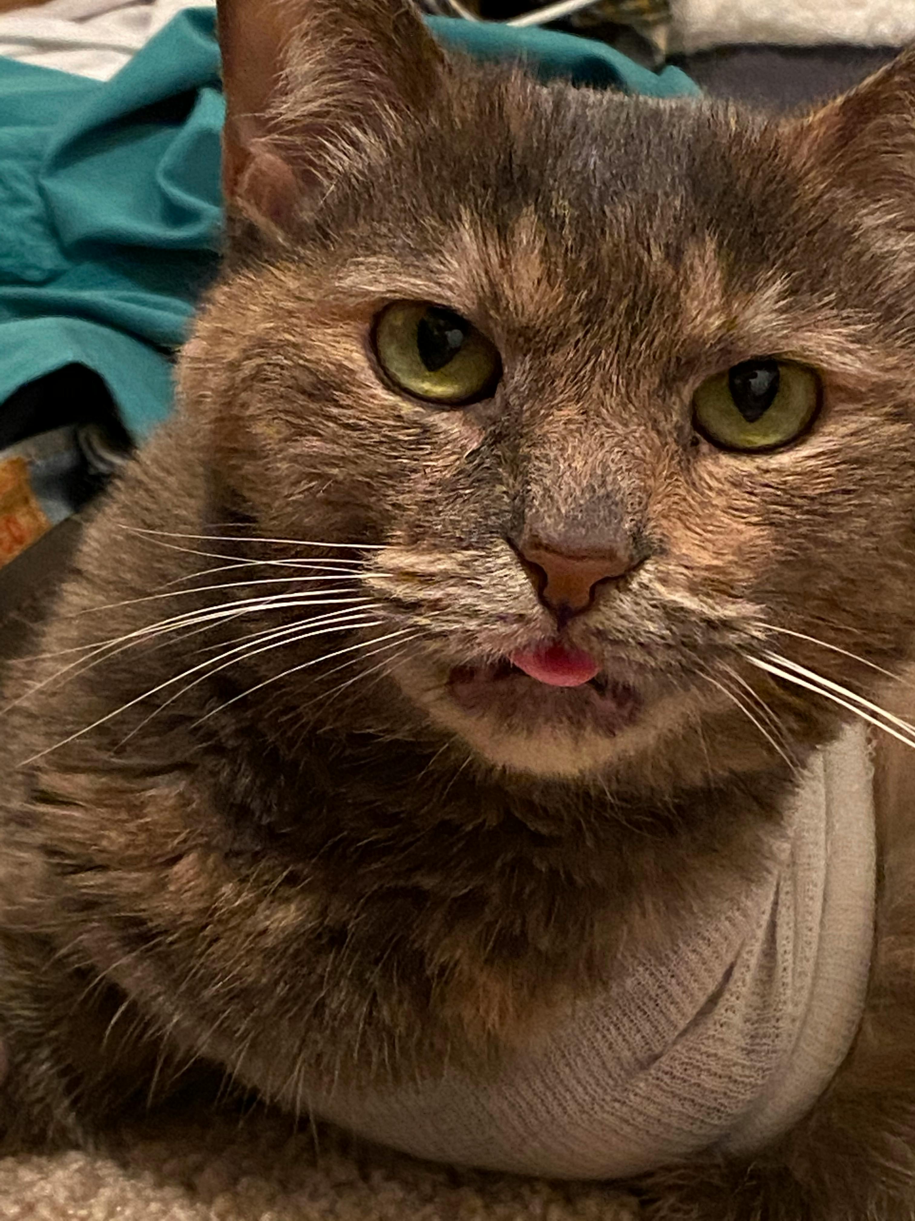 user avatar image for Collin Smith