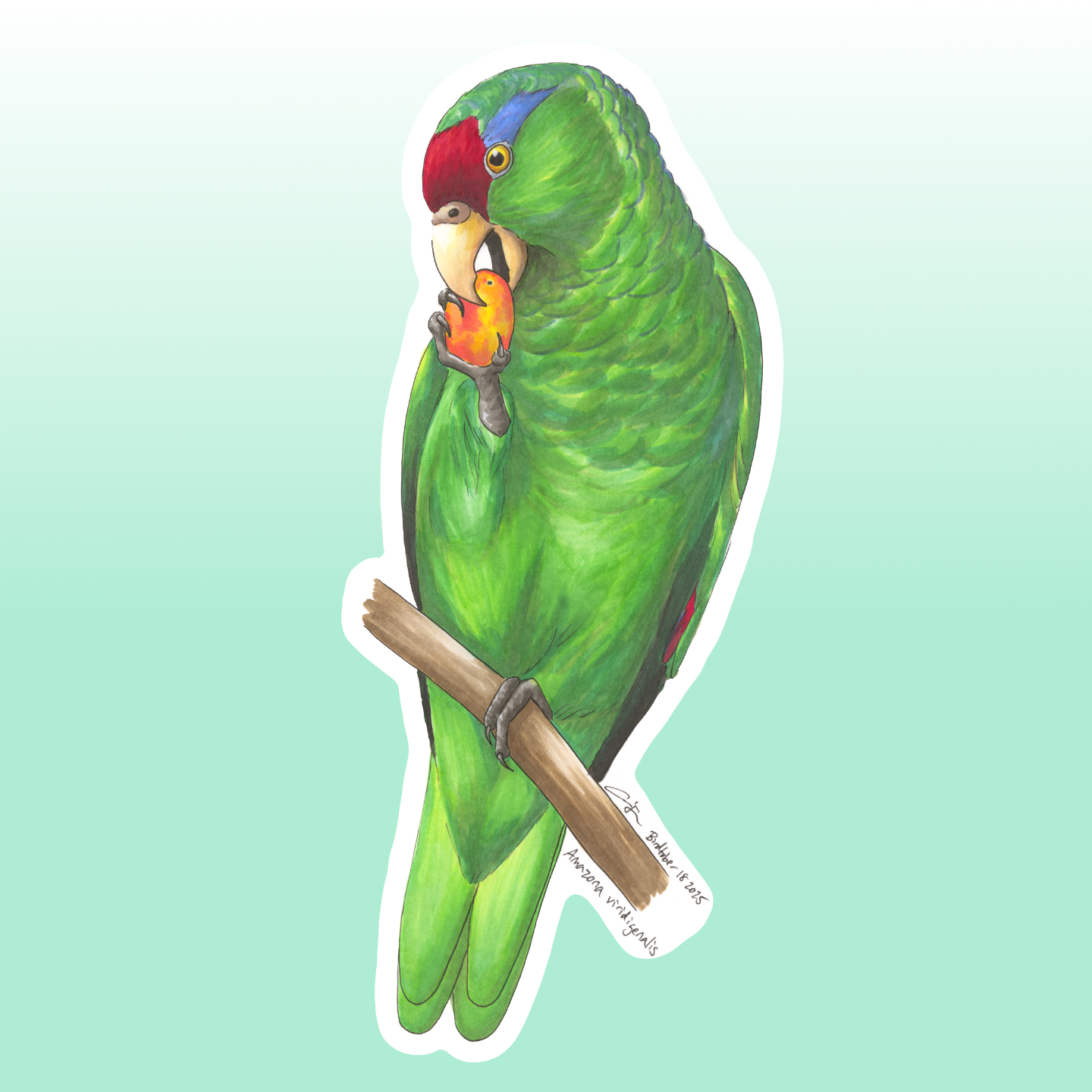Red-crowned Amazon
