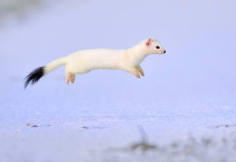 user avatar image for Snow Weasel