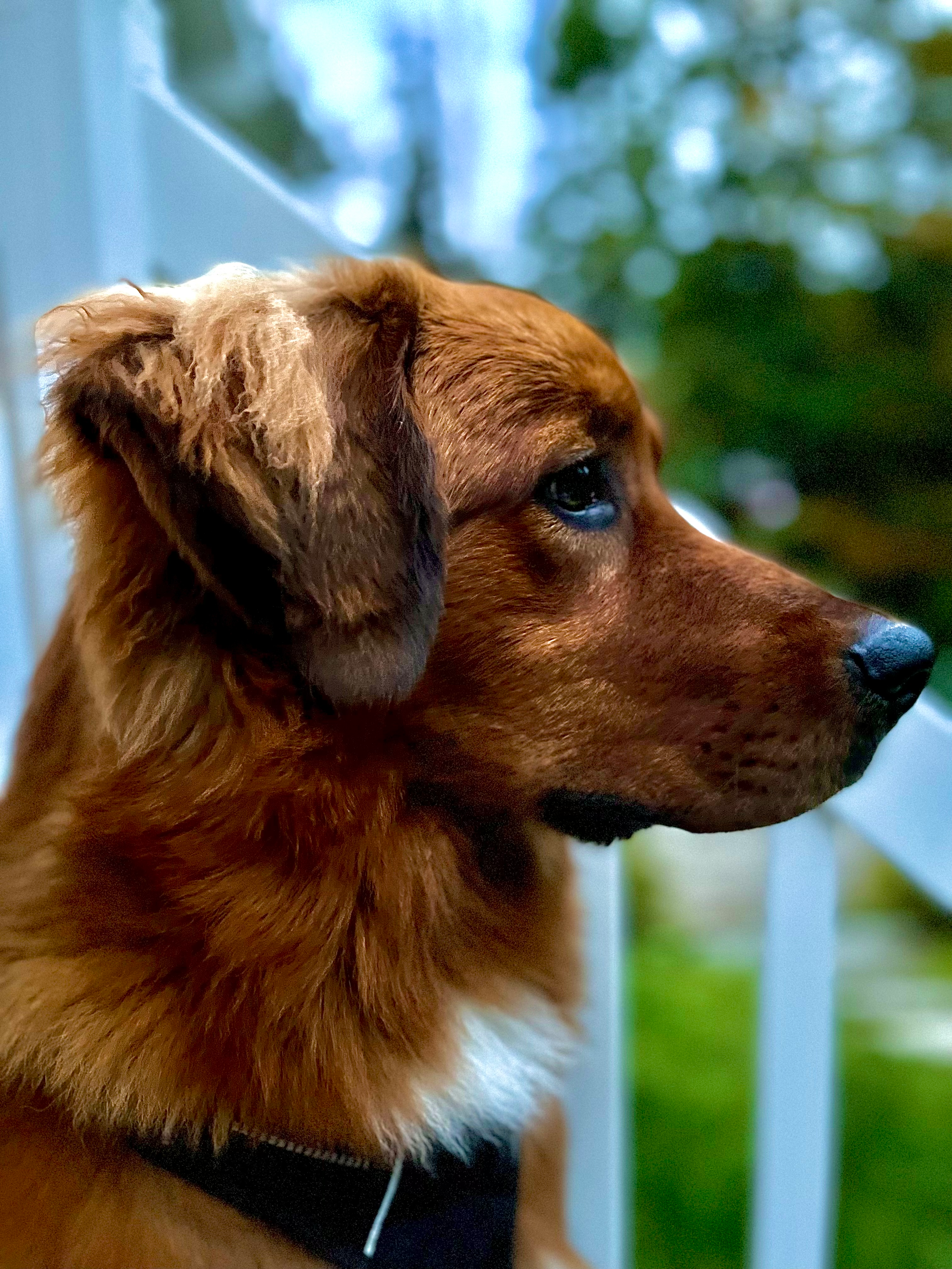 user avatar image for Mario Cardinal