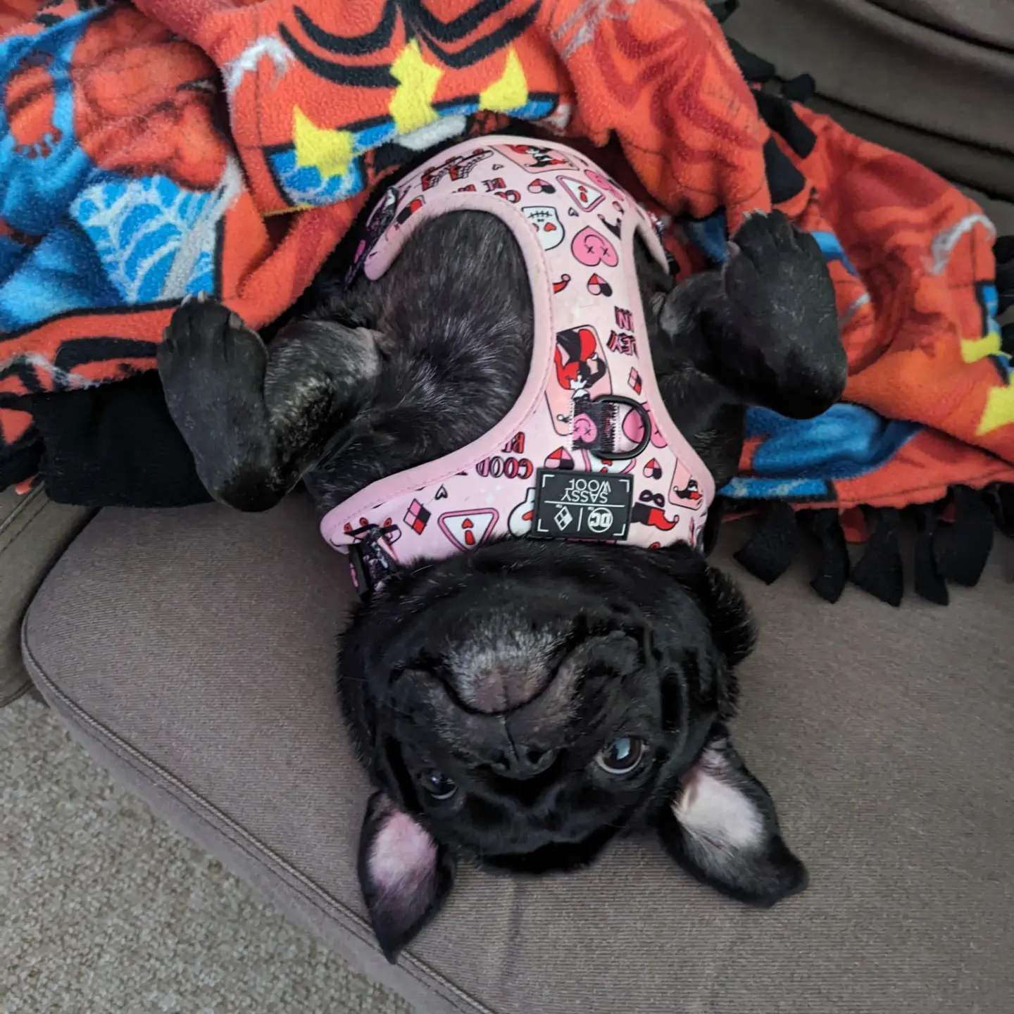 user avatar image for Velocipugtor