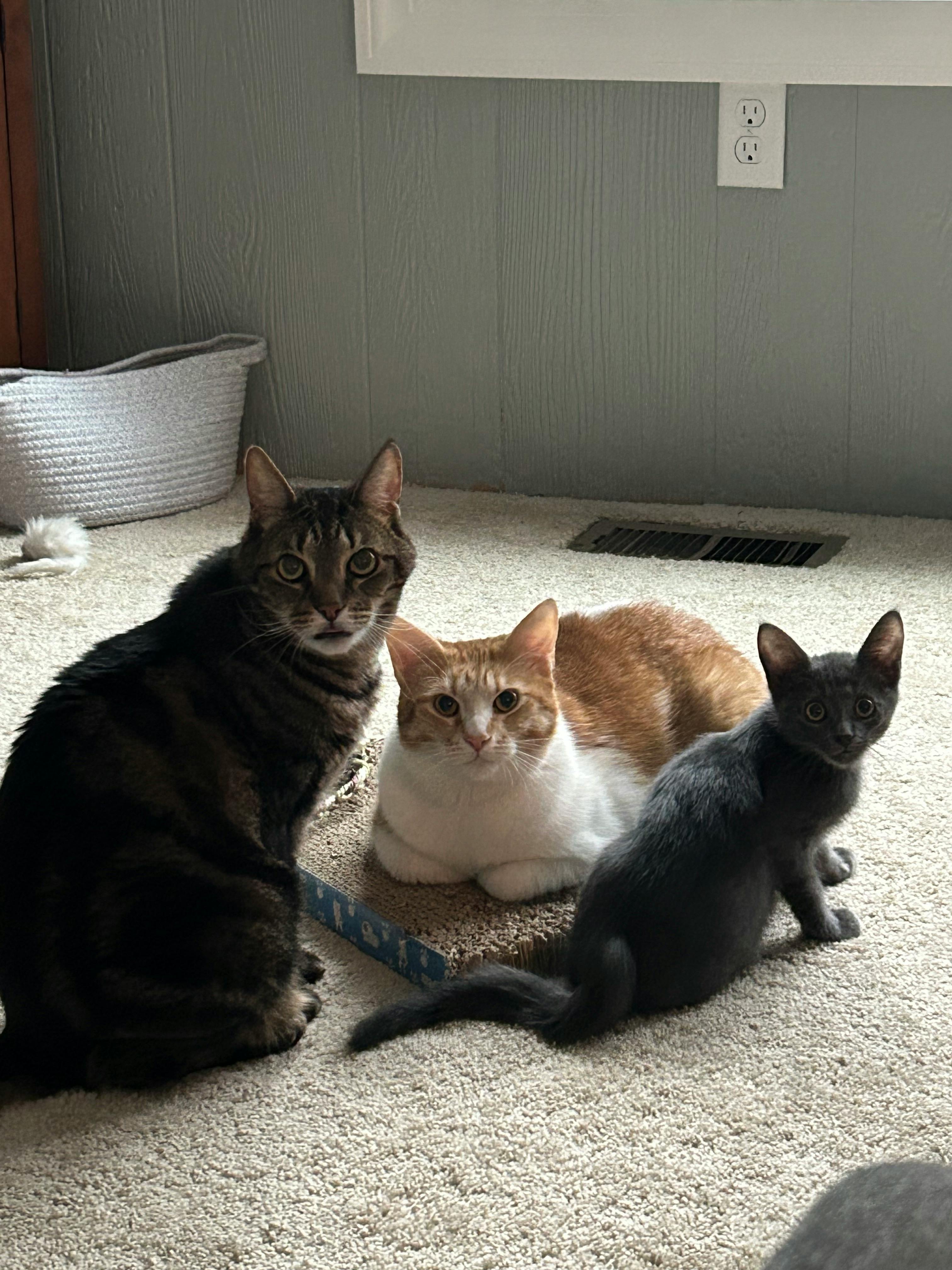 user avatar image for Nicole Townley