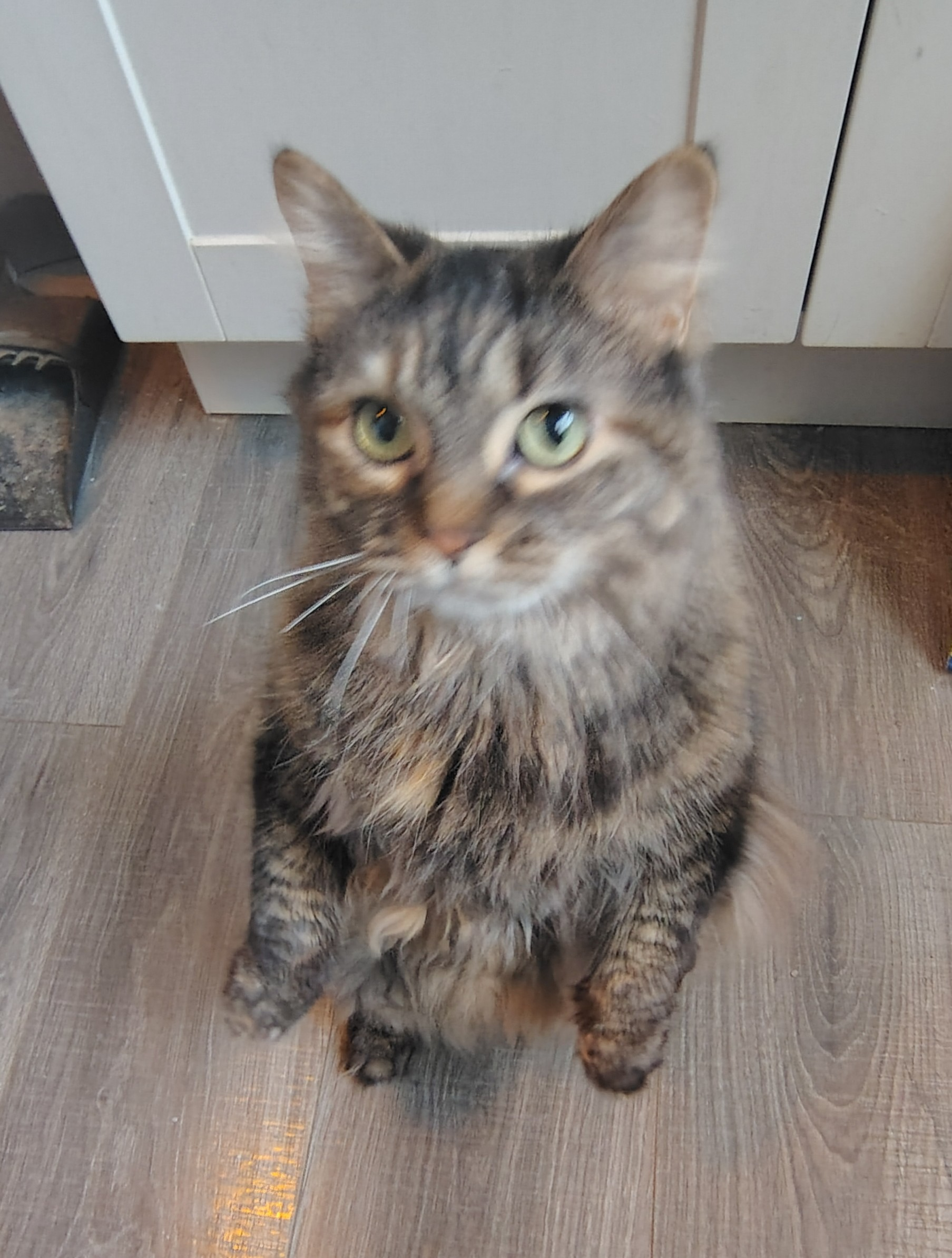 user avatar image for Hijinks