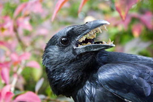 user avatar image for CastleCorvid