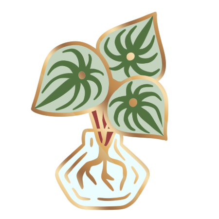 Watermelon Peperomia