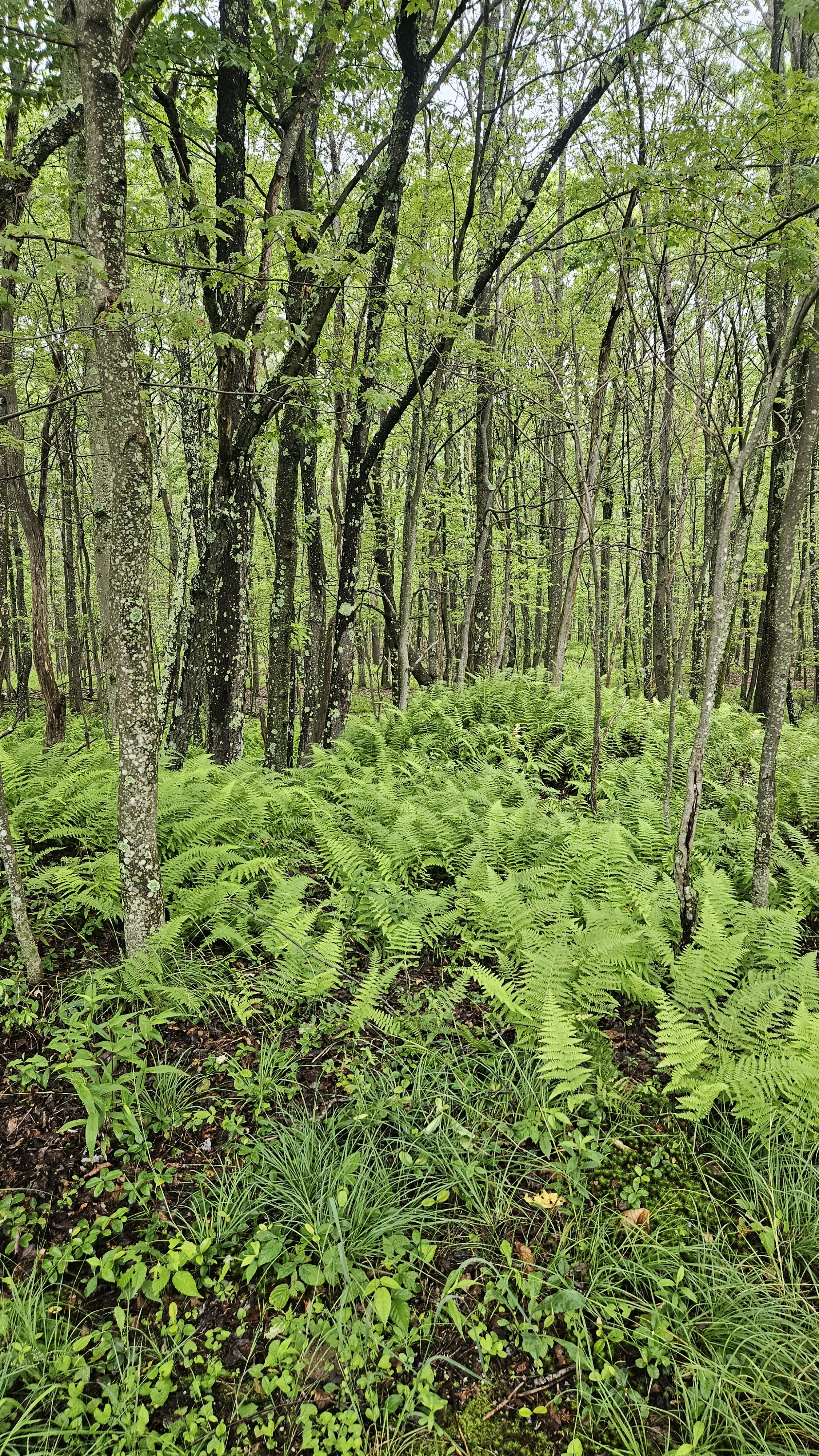 user avatar image for Ziqev