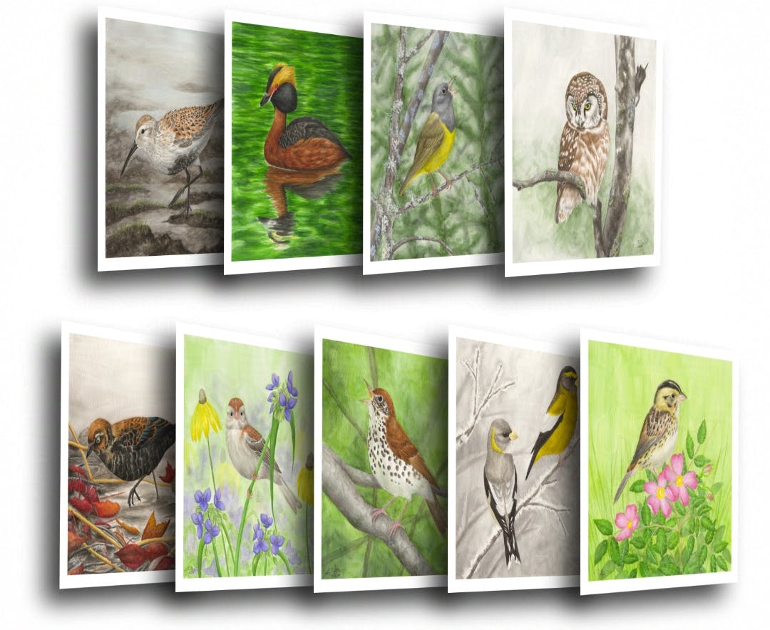 Mock-ups of prints of dunlin, horned grebe, Connecticut warbler, boreal owl, rusty blackbird, field sparrow, wood thrush, evening grosbeak and Henslow's sparrow