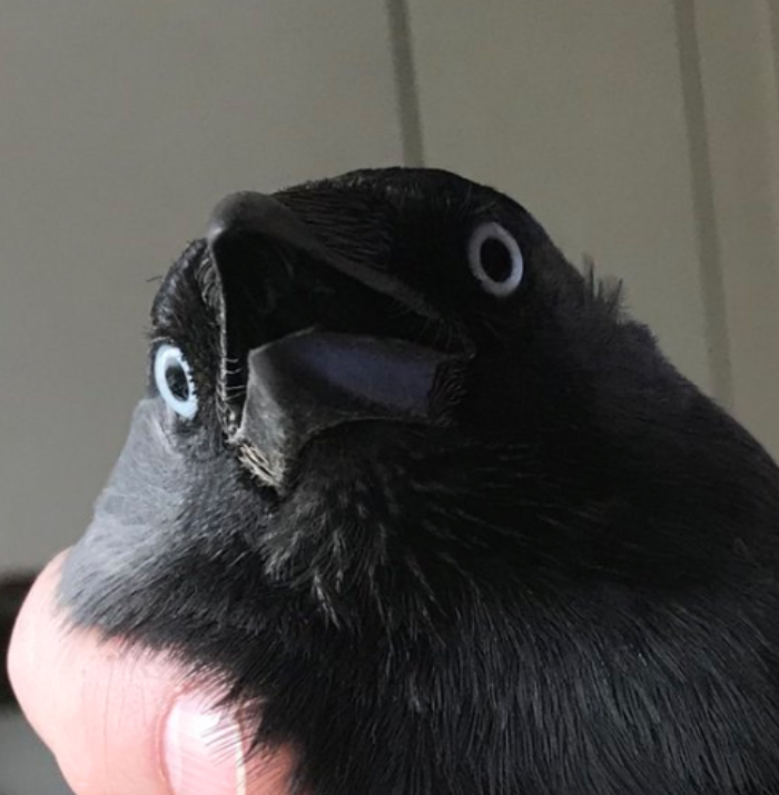 user avatar image for Cowardlykrow