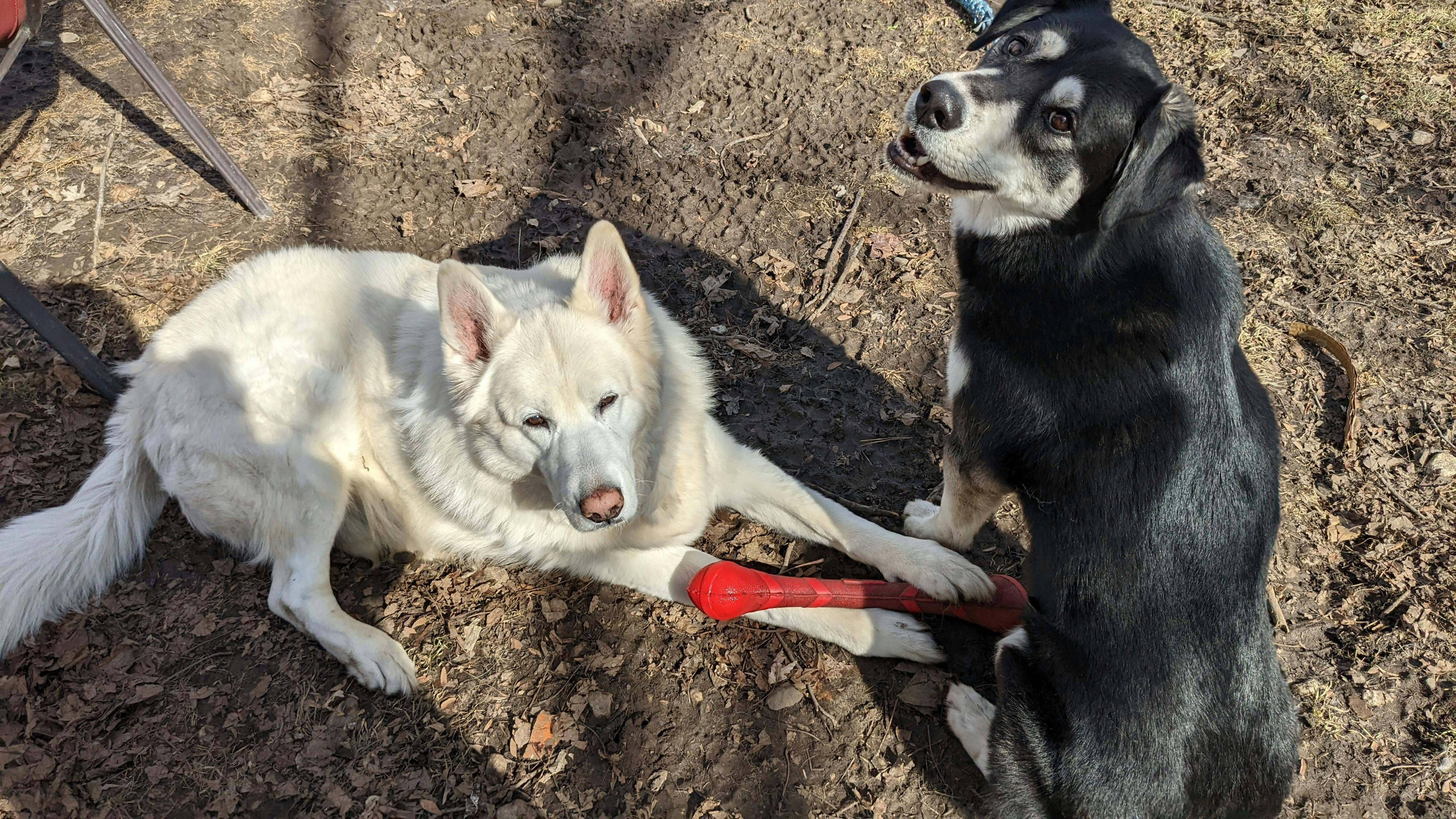 user avatar image for Dirtrcr