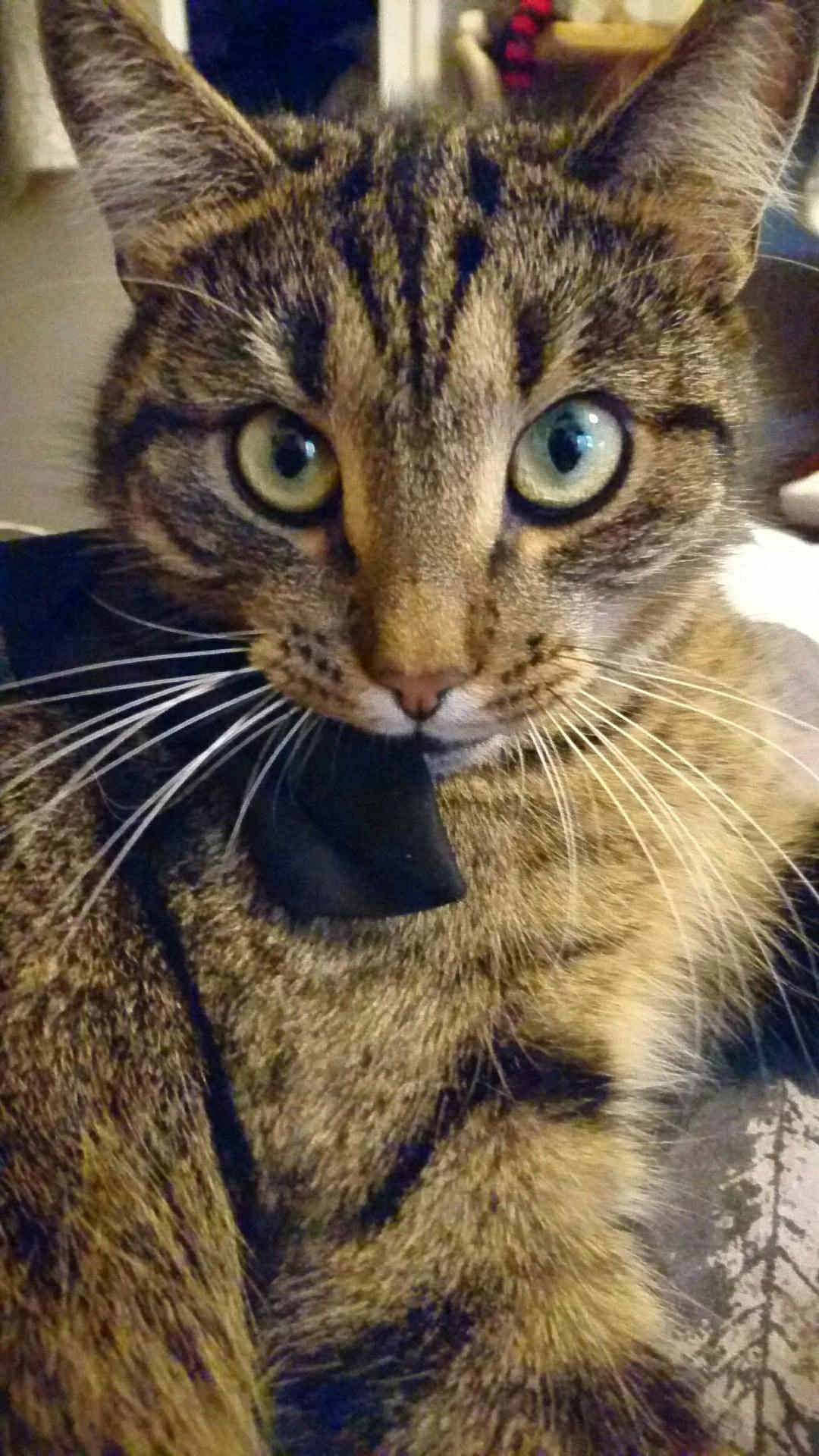 user avatar image for MissStrife