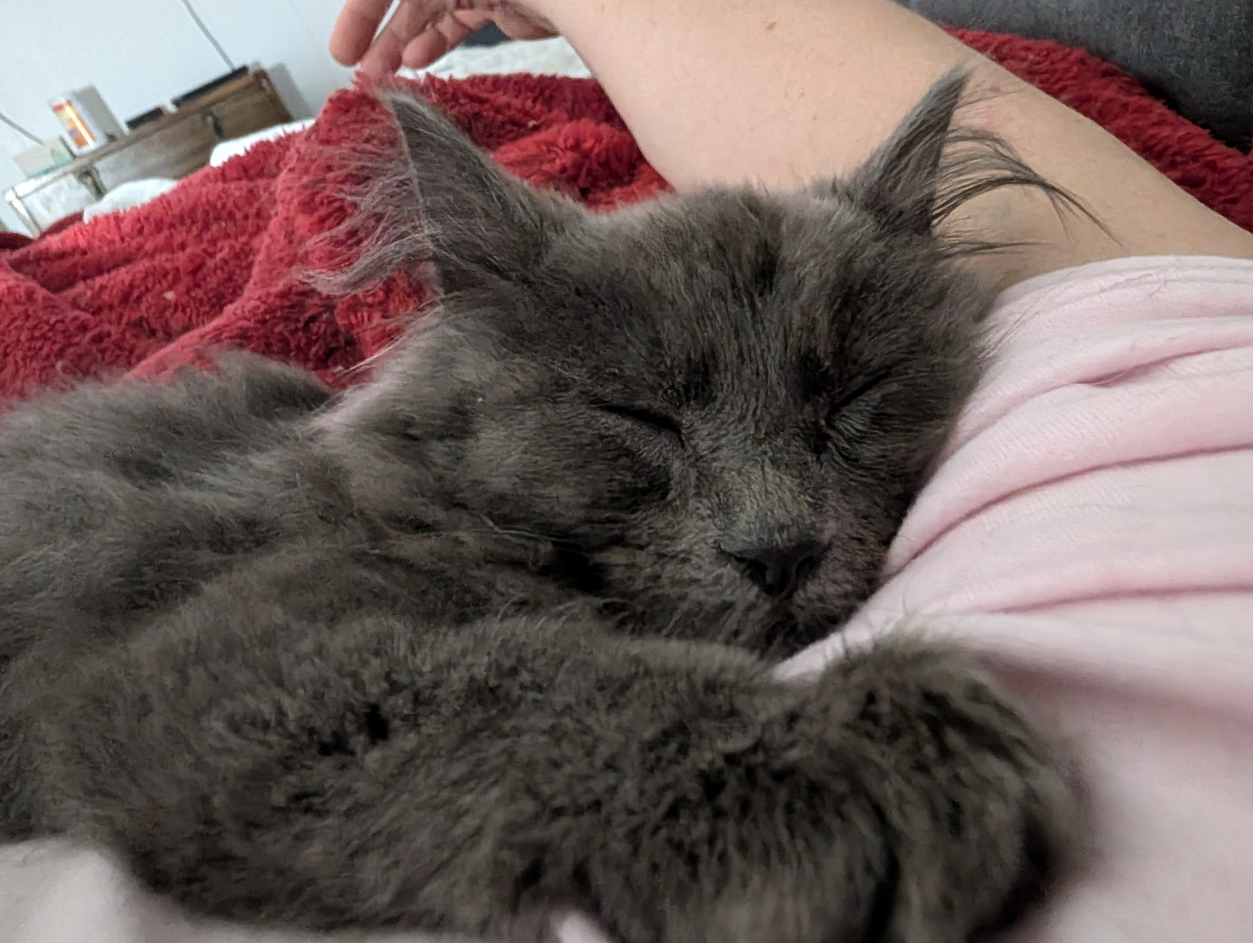 user avatar image for Kit-Kat