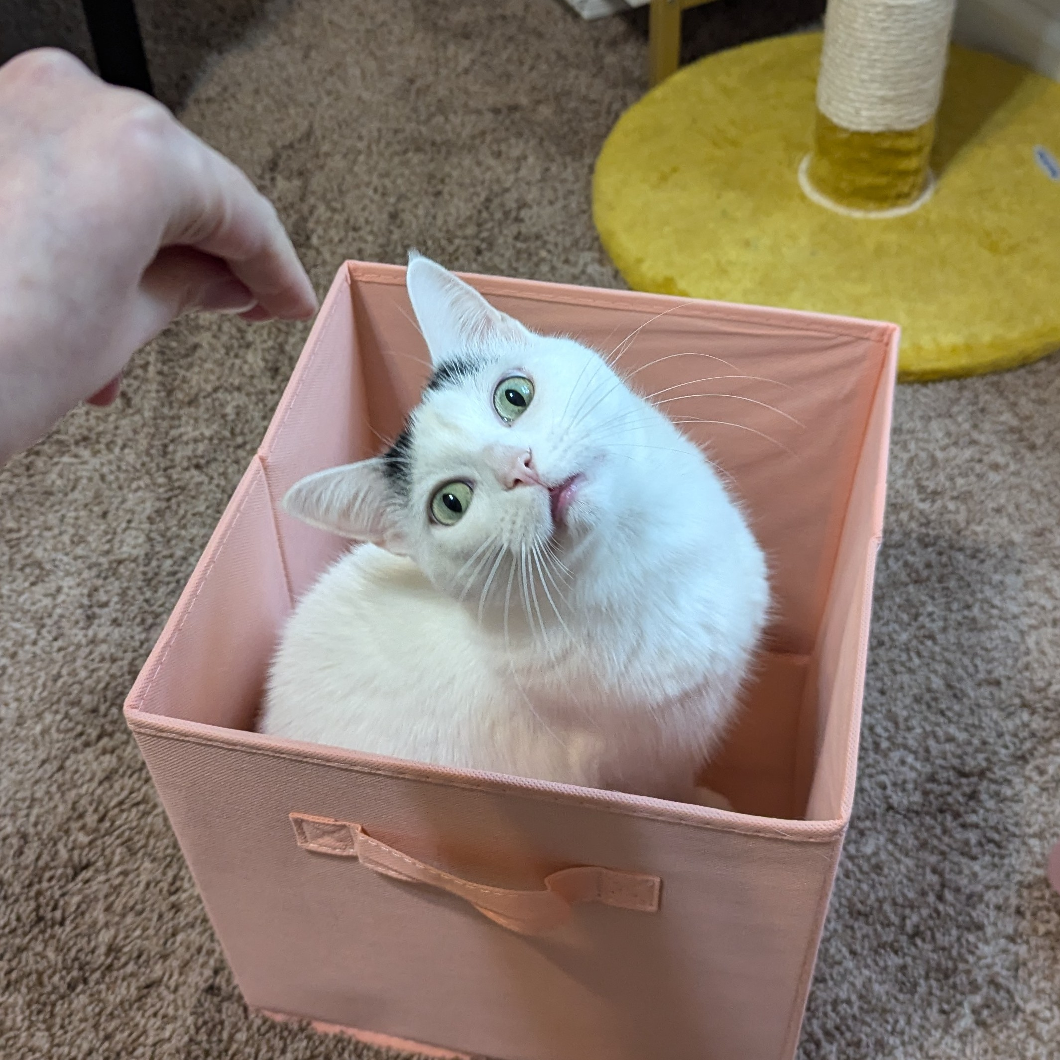 user avatar image for Merma_J