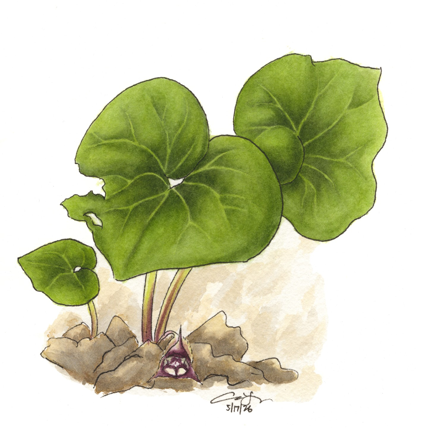 Wild Ginger