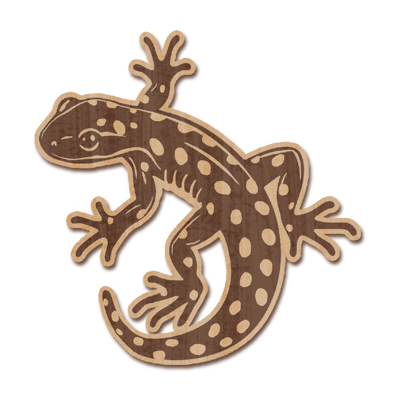 Salamander