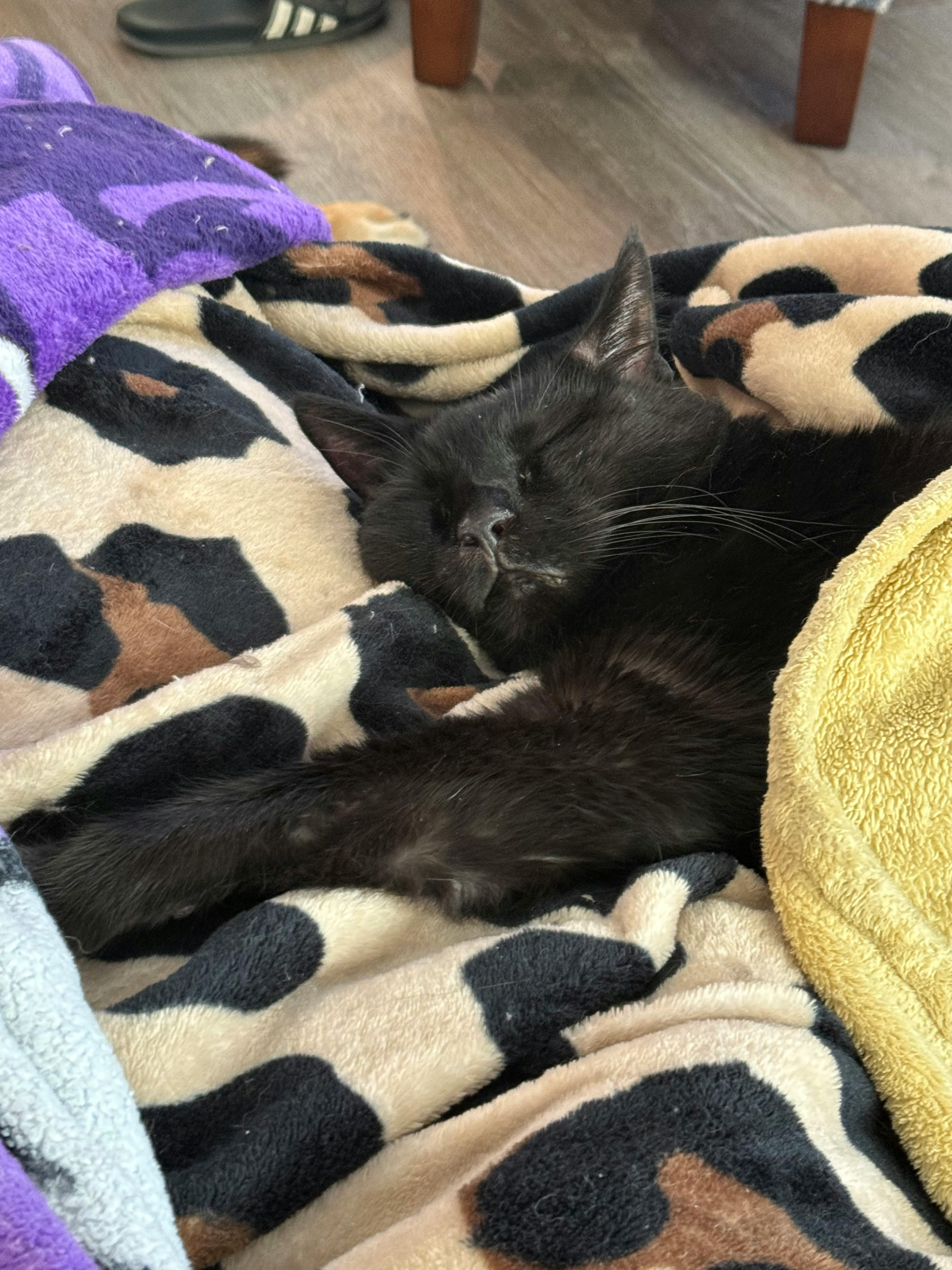 user avatar image for Gamerz