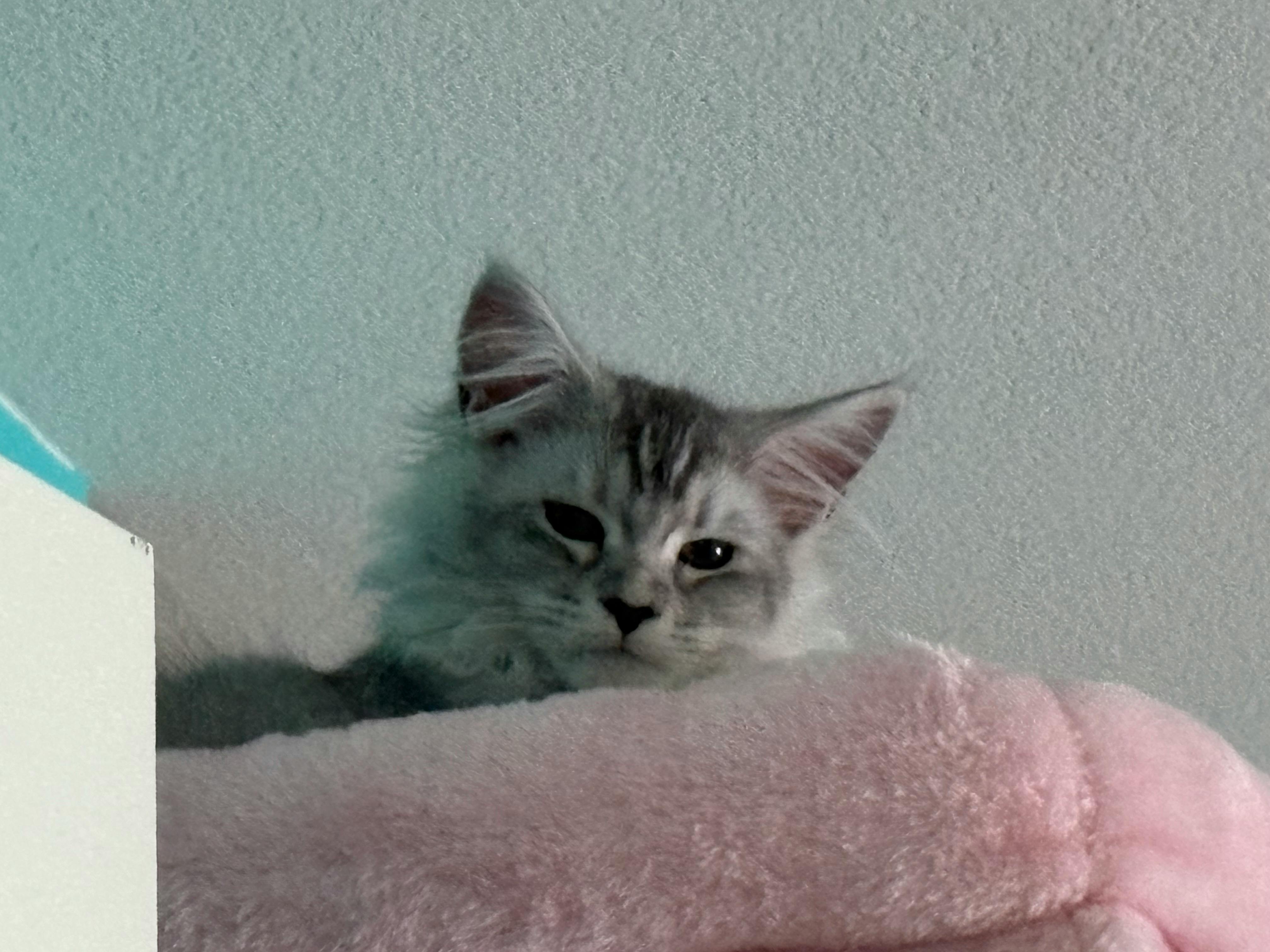 user avatar image for BaconCat 