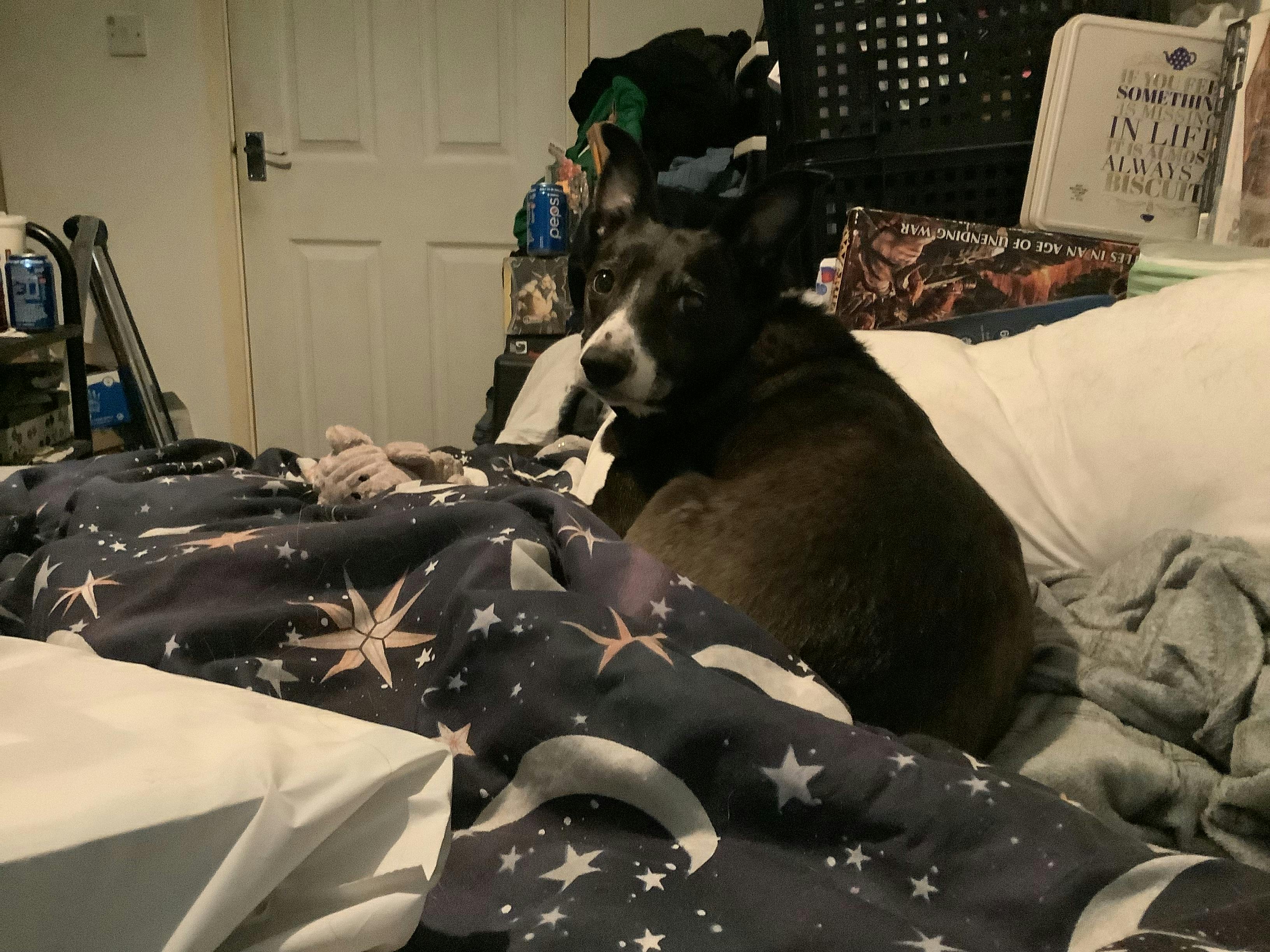 user avatar image for AngelCake