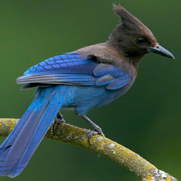 Stellar's Jay
