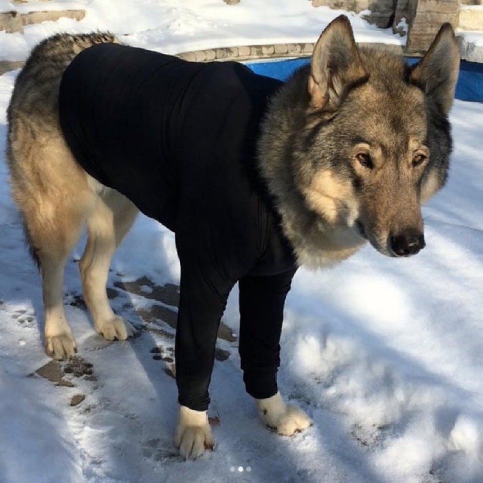 user avatar image for Ross