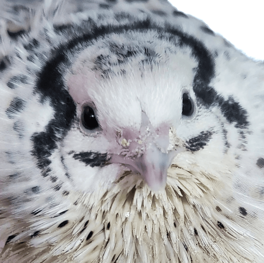 user avatar image for TheQuailCoven